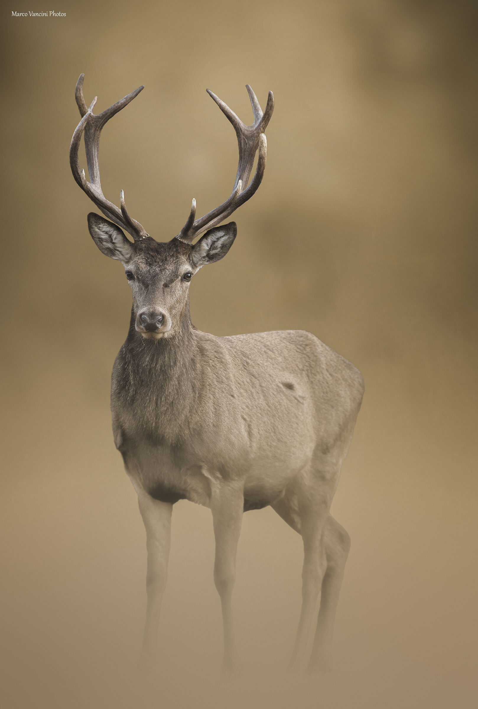 la bellezza del cervo