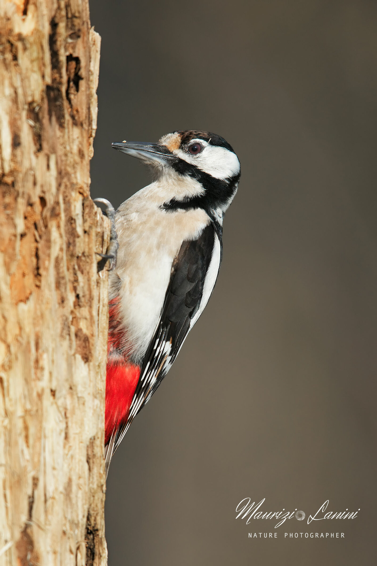 Senior Red Woodpeckers
