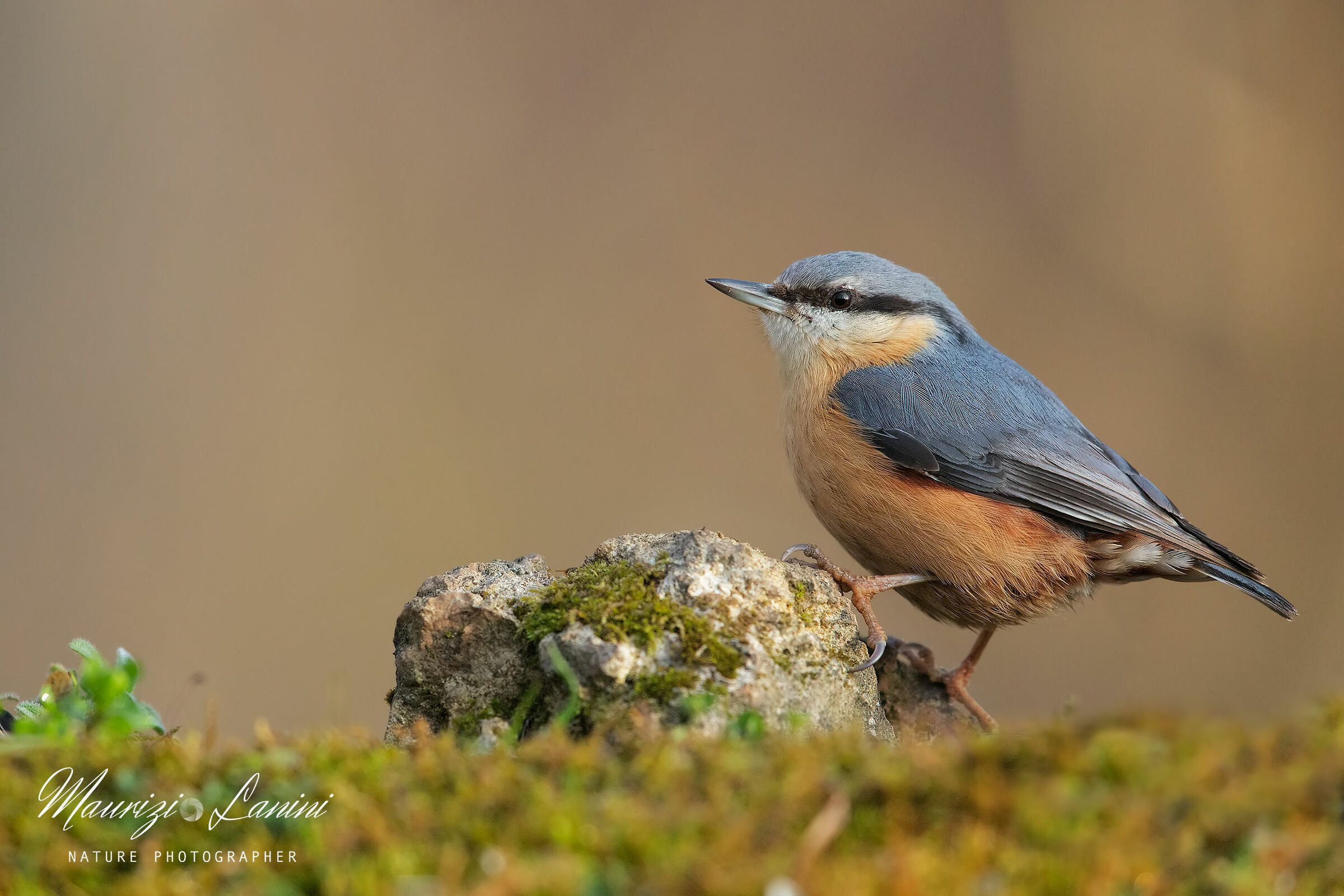 Nuthatch
