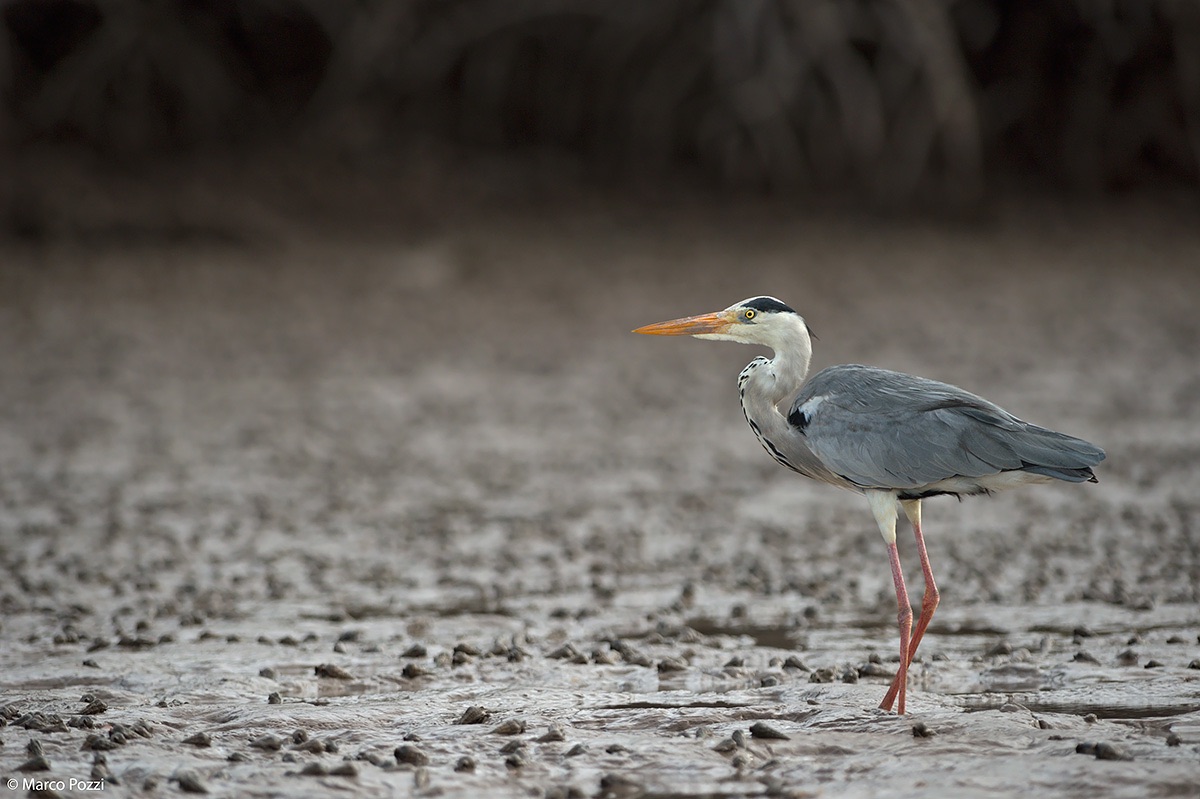 Low Tide at Mida Creek