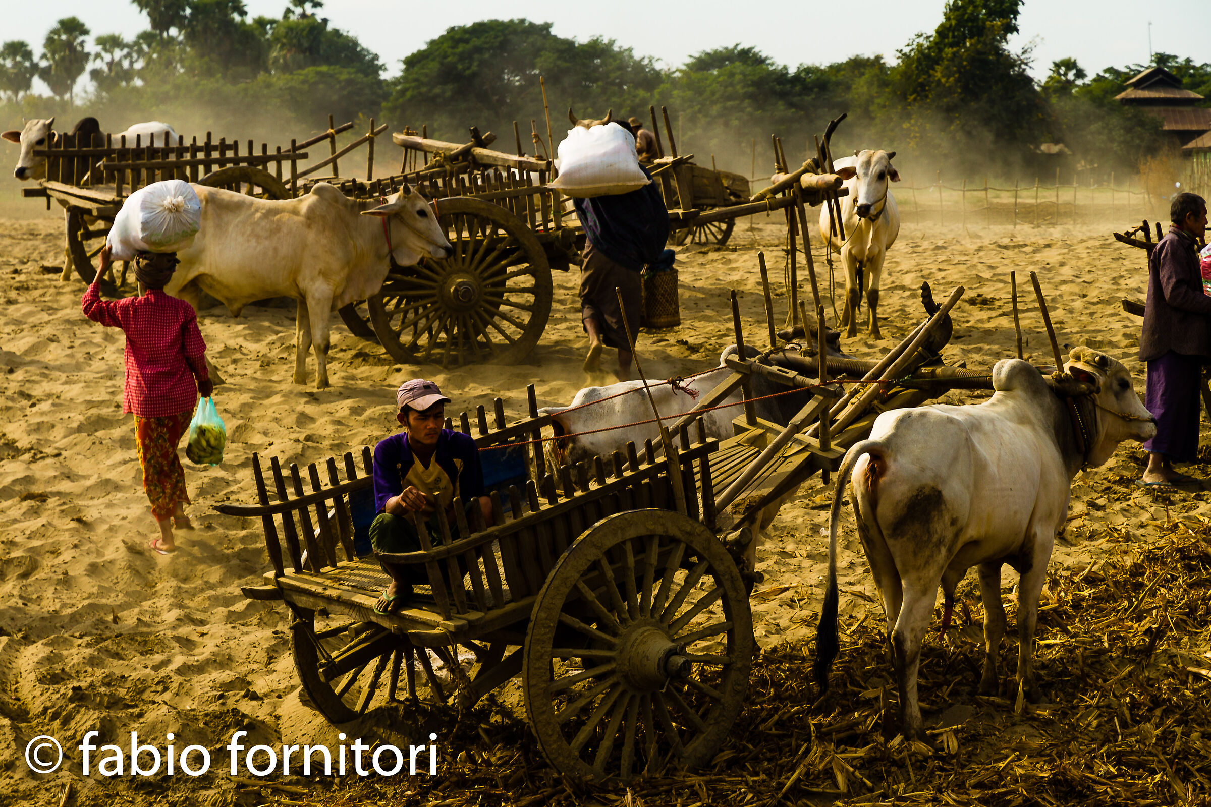 Burma by Boat , Oxen , Myanmar, 2009