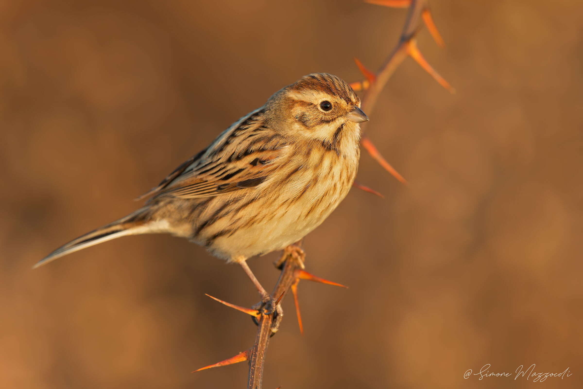 Migliarina di palude