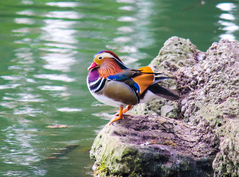 Mandarin Duck-The winter colors of the Lambro