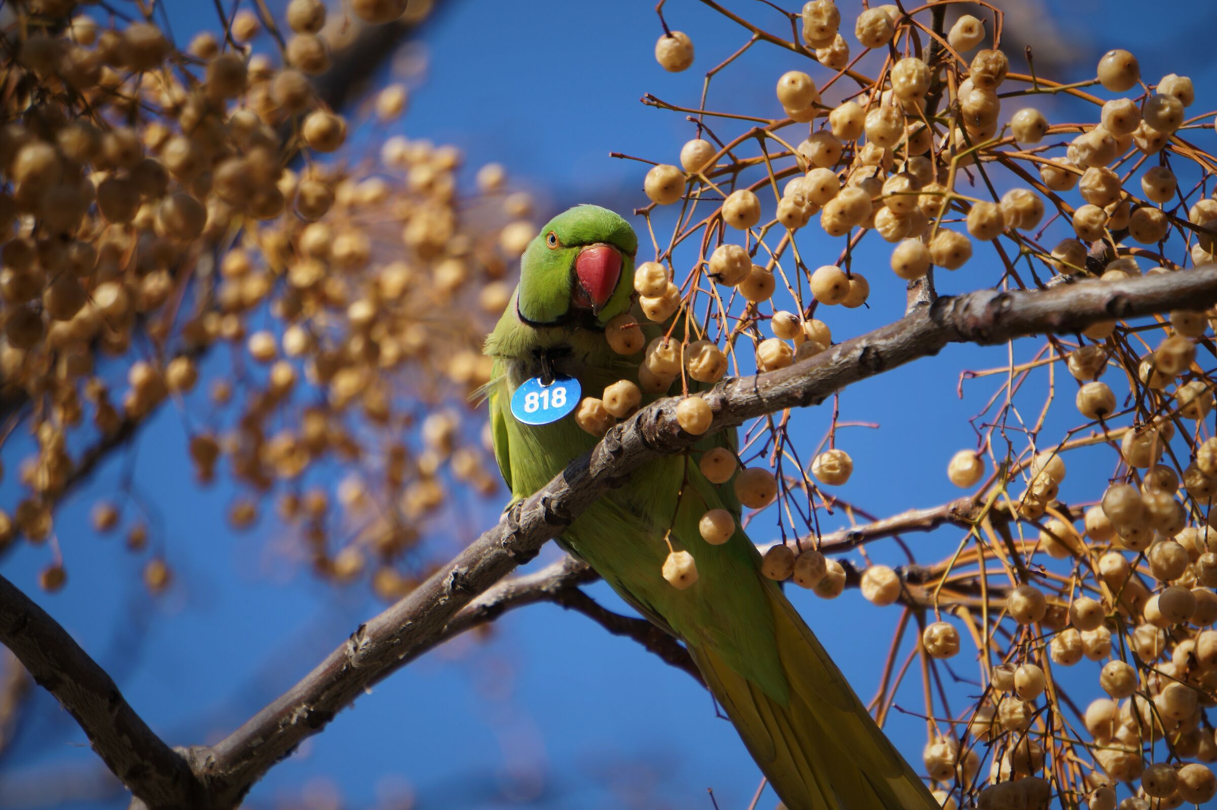 Parrot on the Rambla