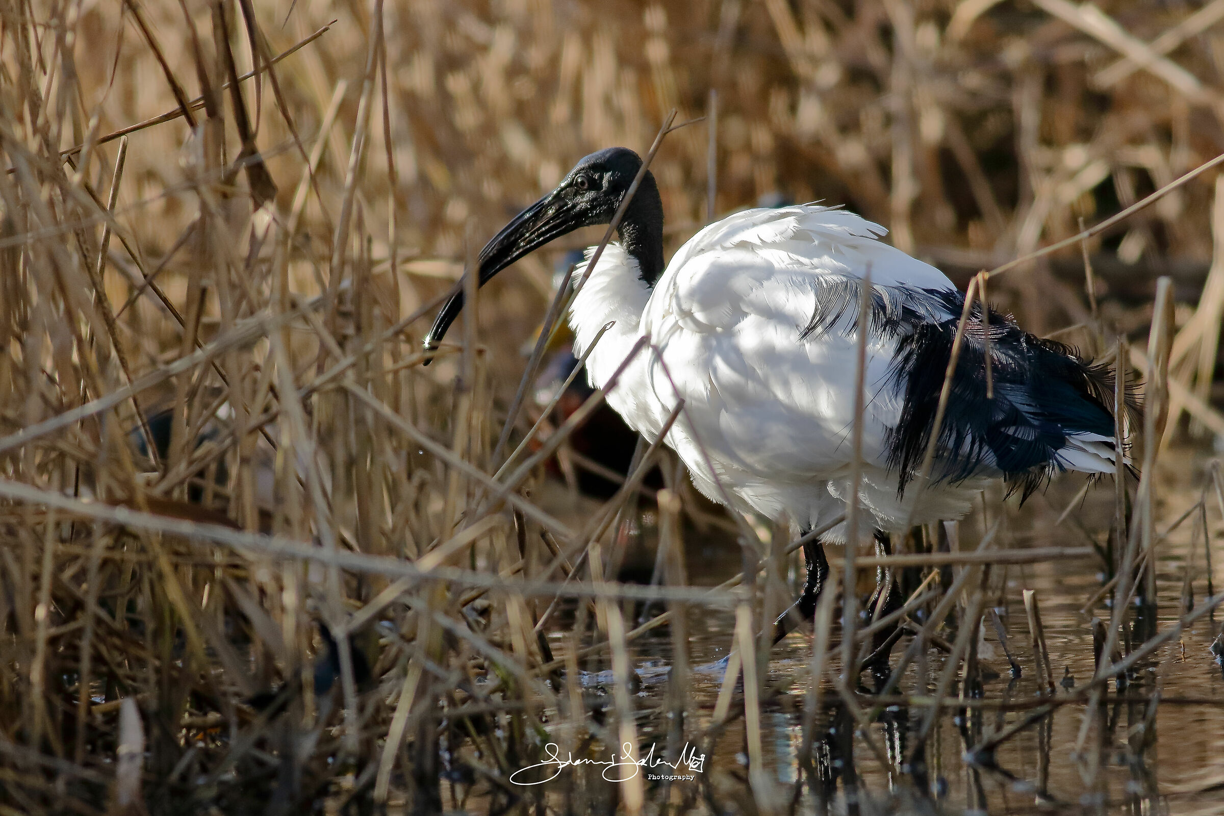 Sacred Ibis (Threskiornis aethiopicus)