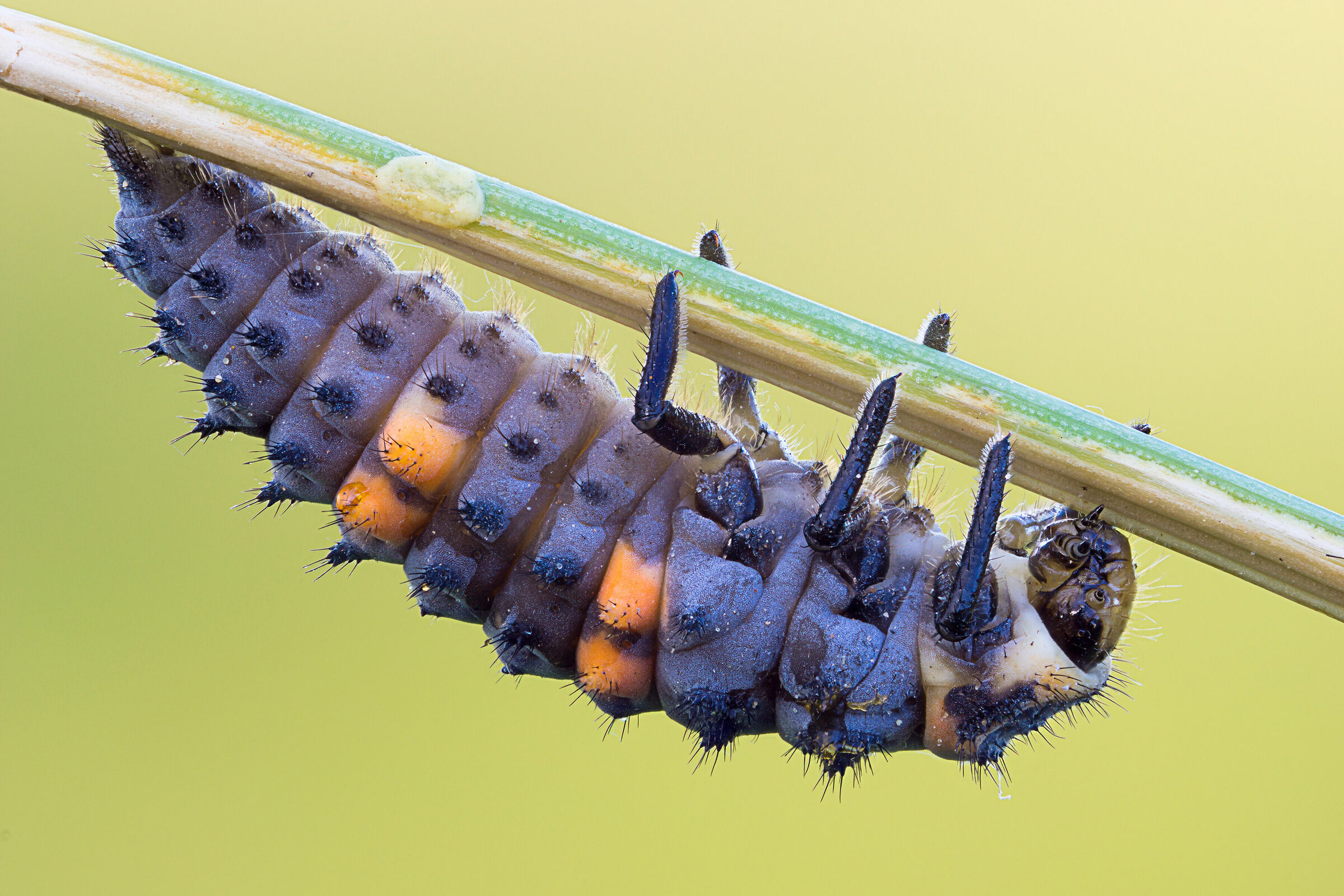 Coccinella larva