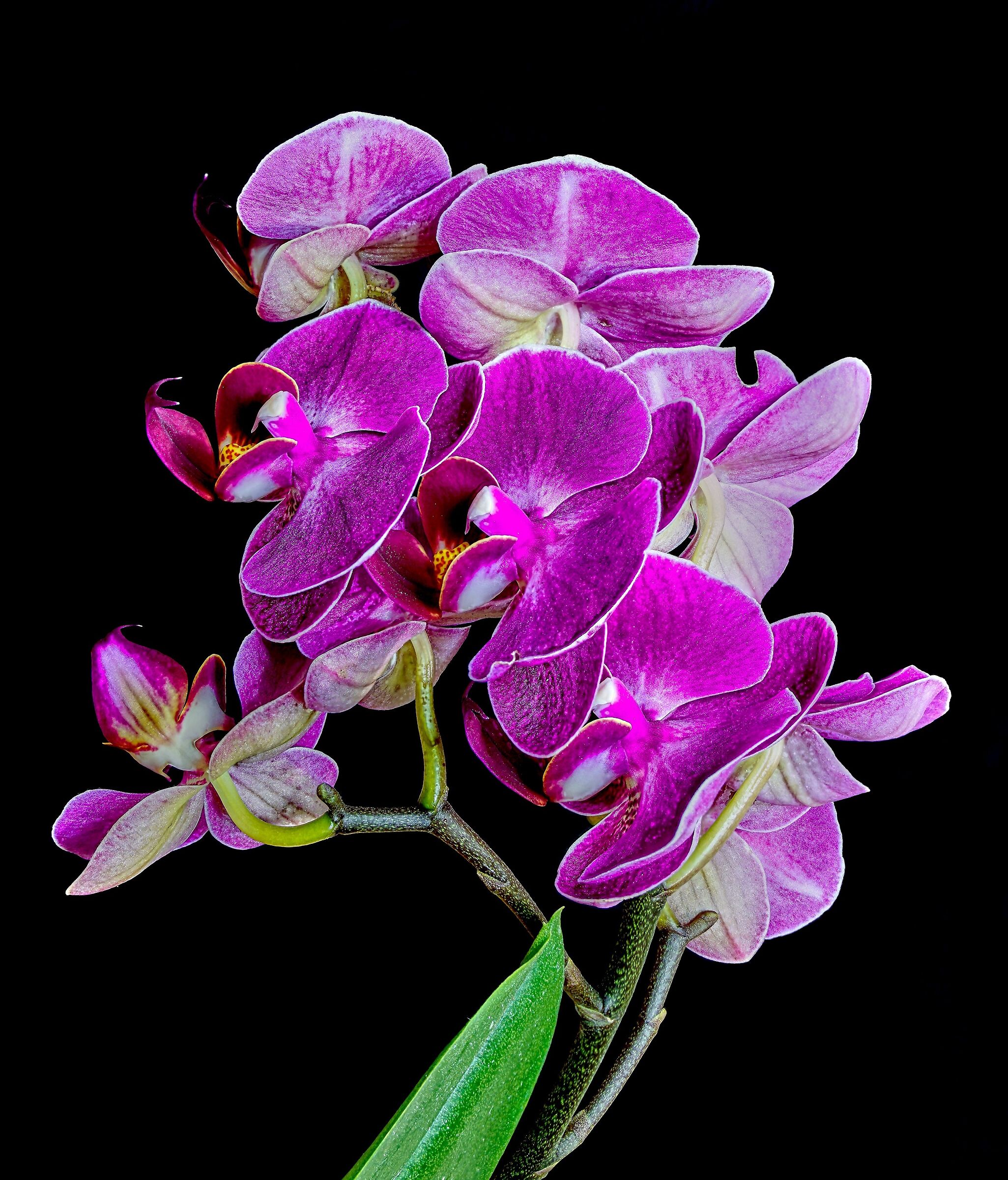 Orchid (Test 2)