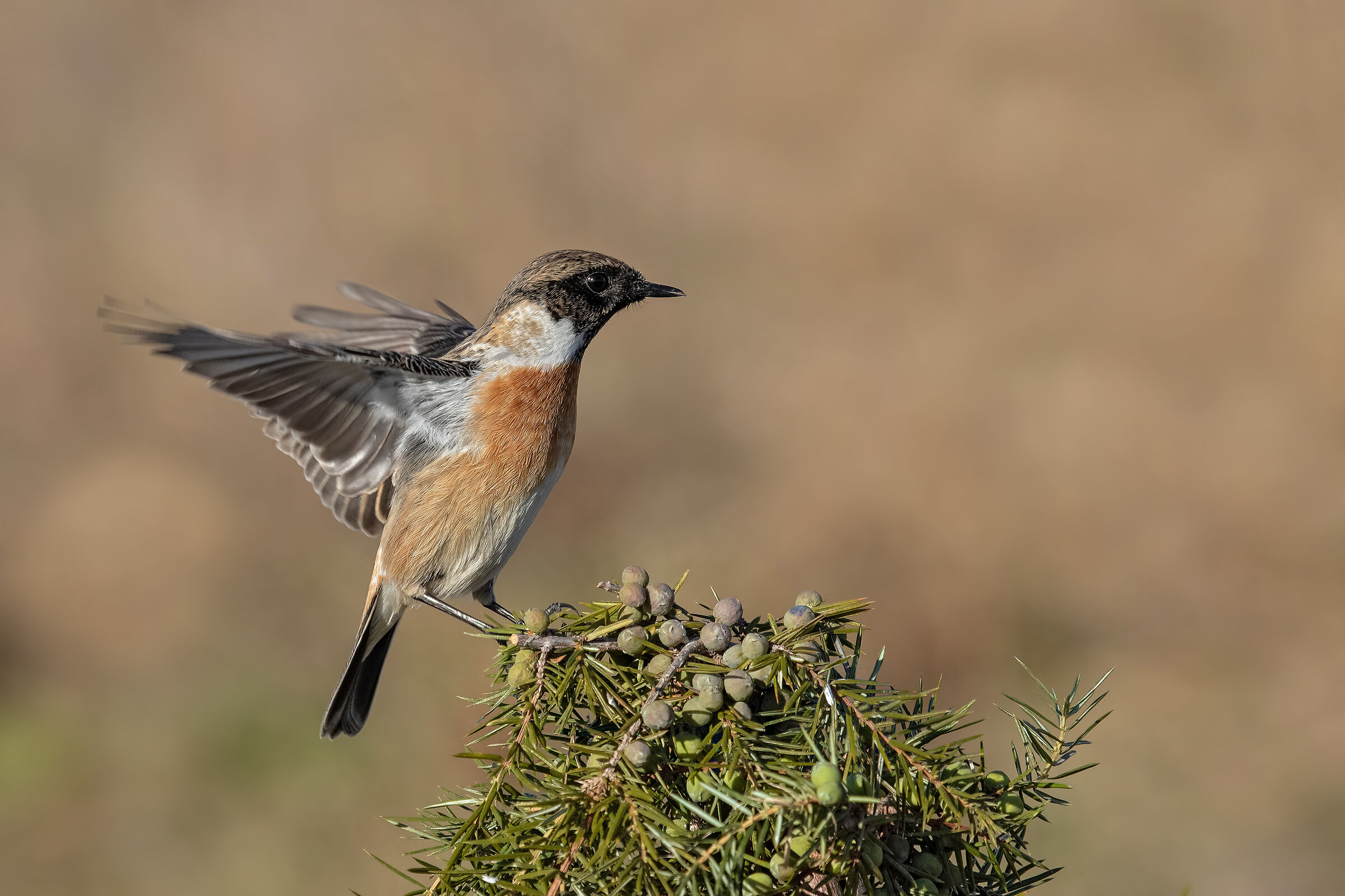 Saltimpalo-European Stonechat