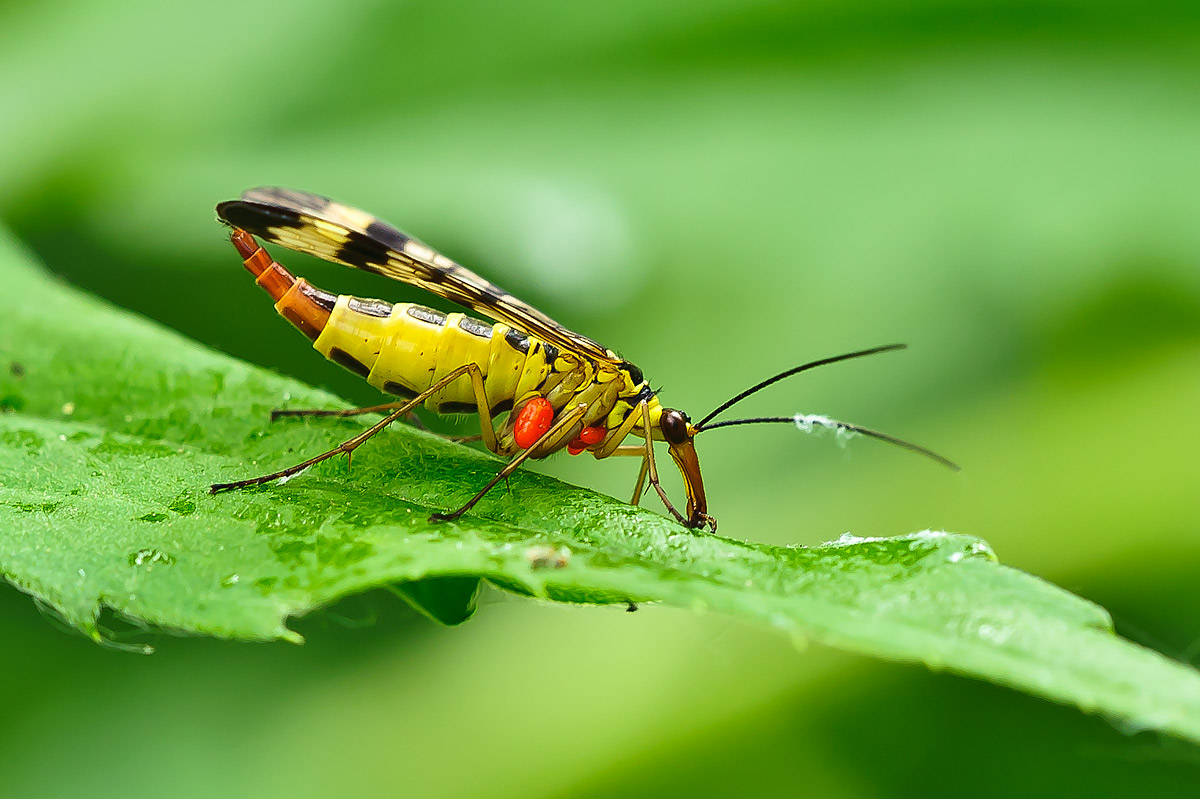 Scorpion fly