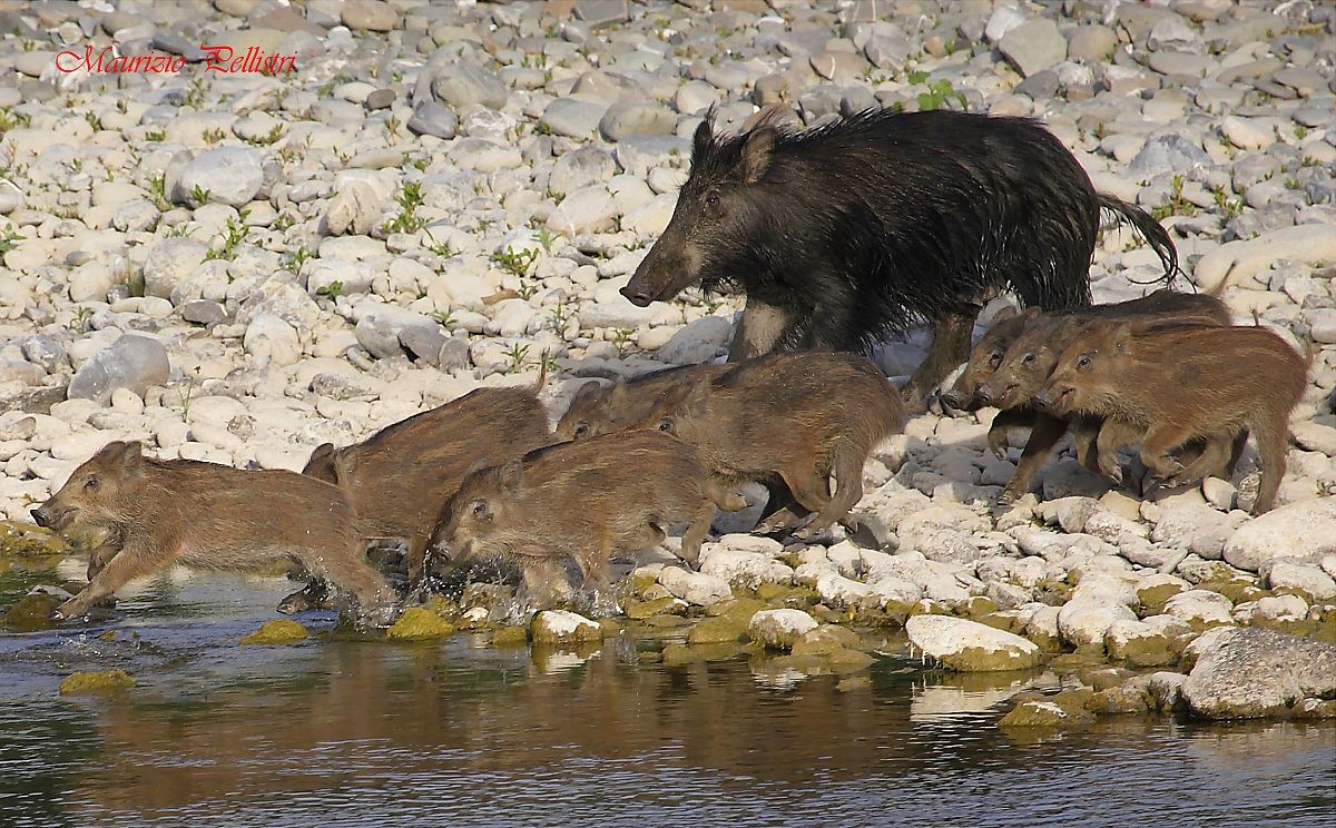 wild boar with puppies