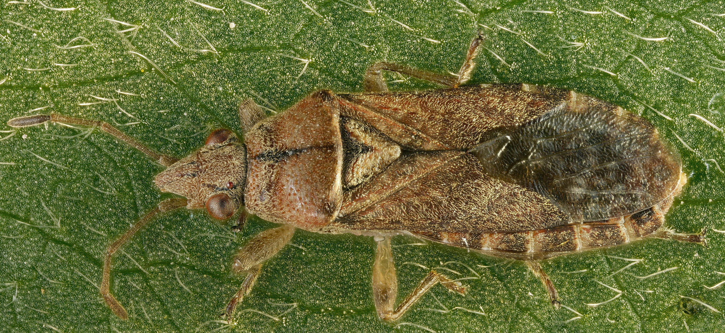 Heteroptera > Lygaeidae > Arocatus longiceps