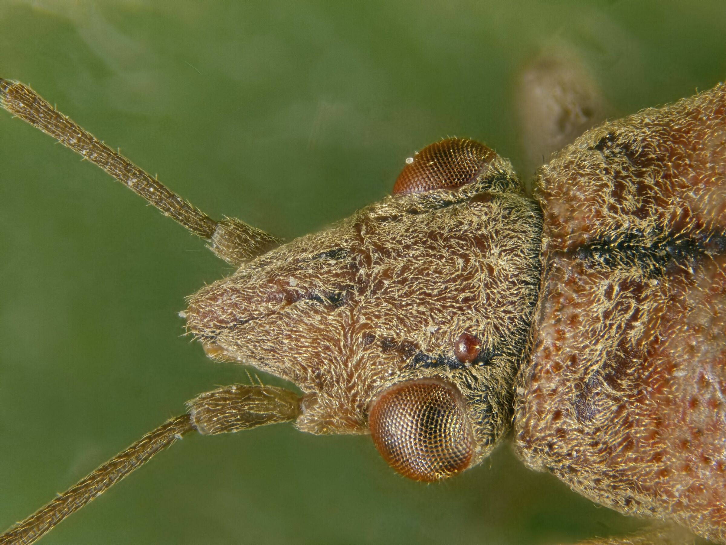 Heteroptera > Lygaeidae > Arocatus longiceps (head)