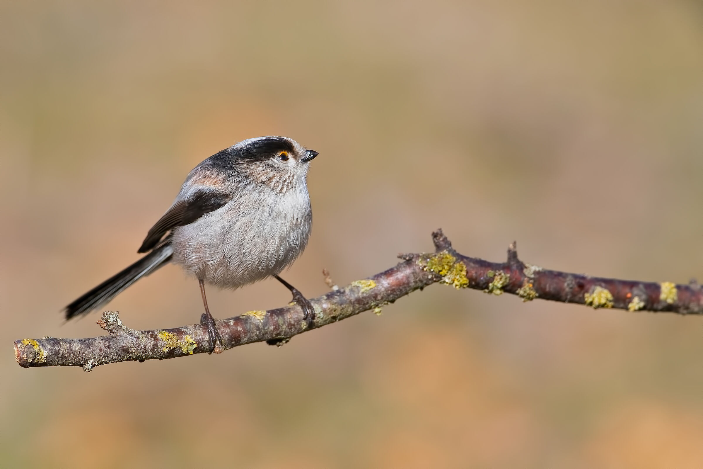 Codibugnolo infreddolito