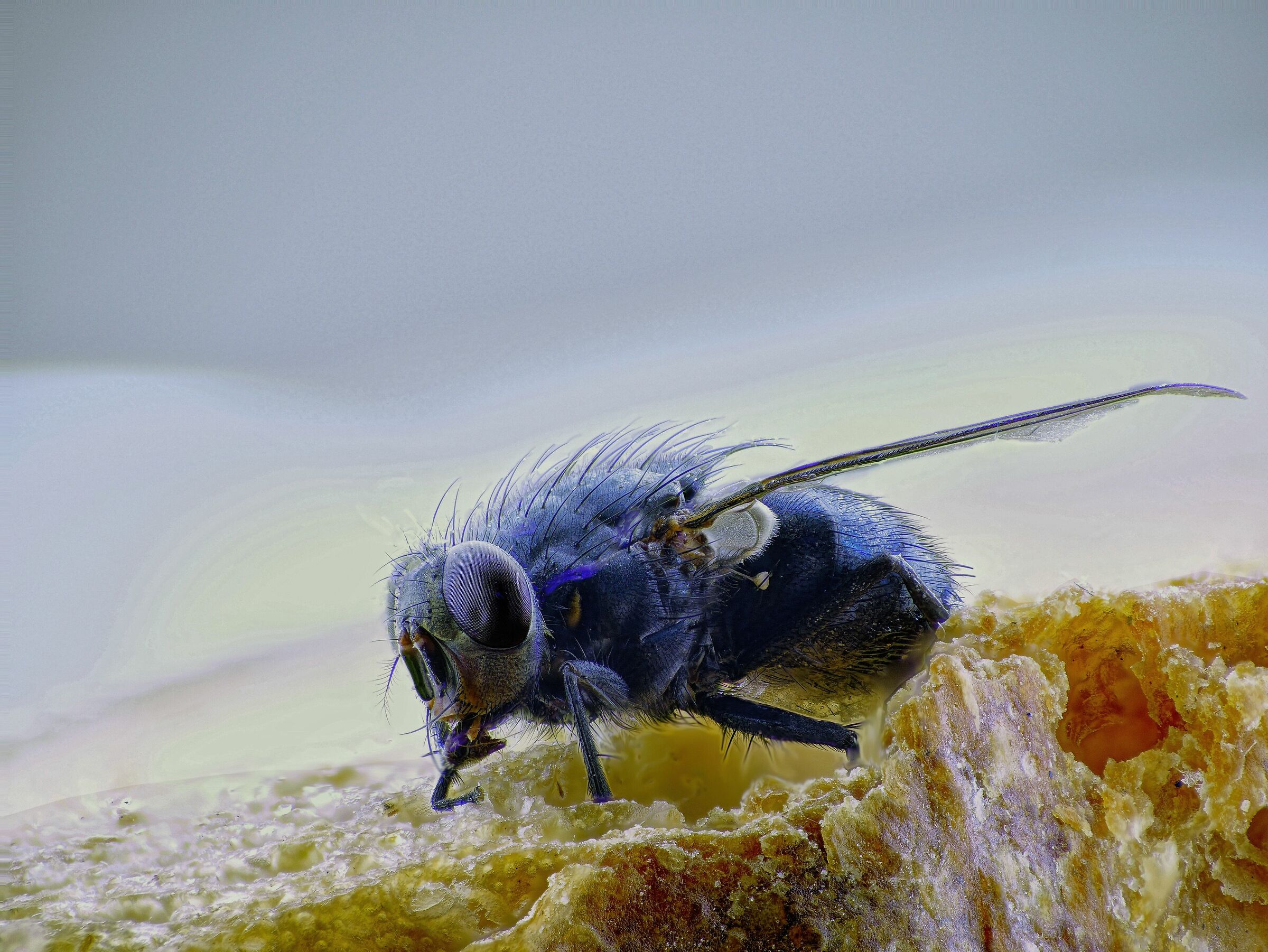 domestic fly feeding on bread