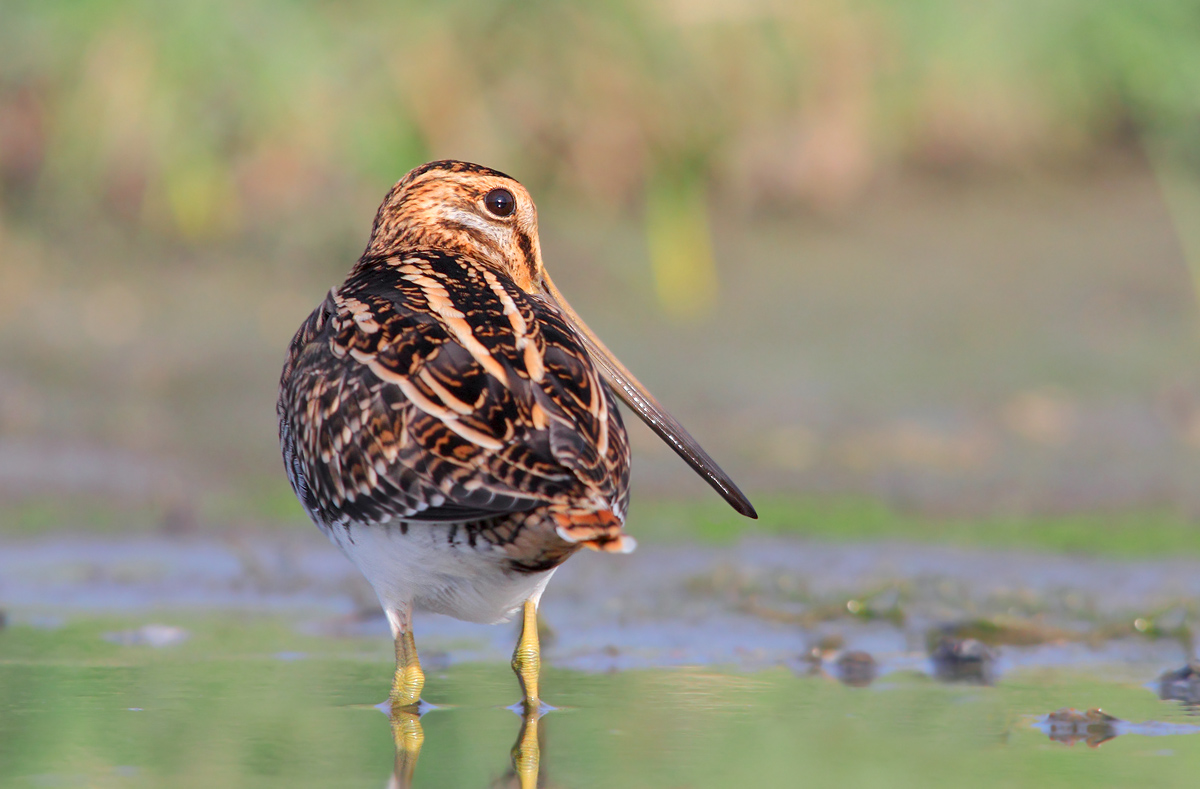 Snipe