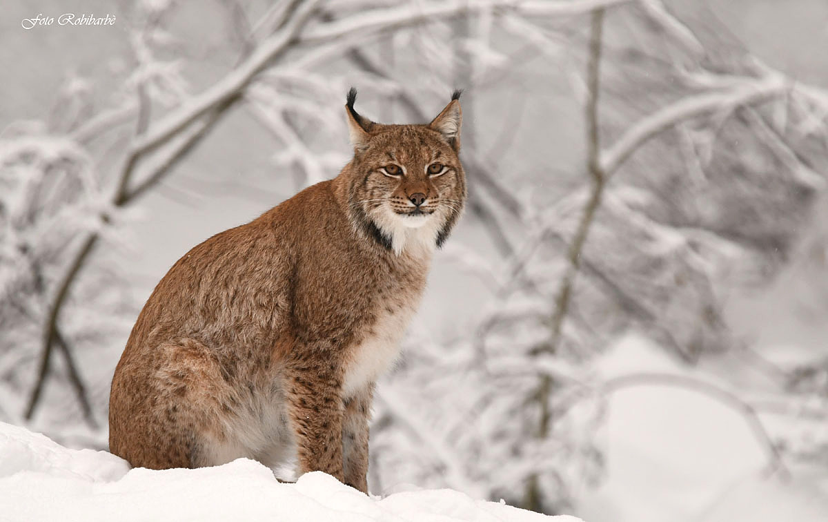 La Lince di guardia...