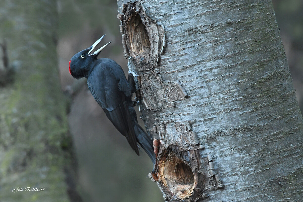 An unmistakable verse...