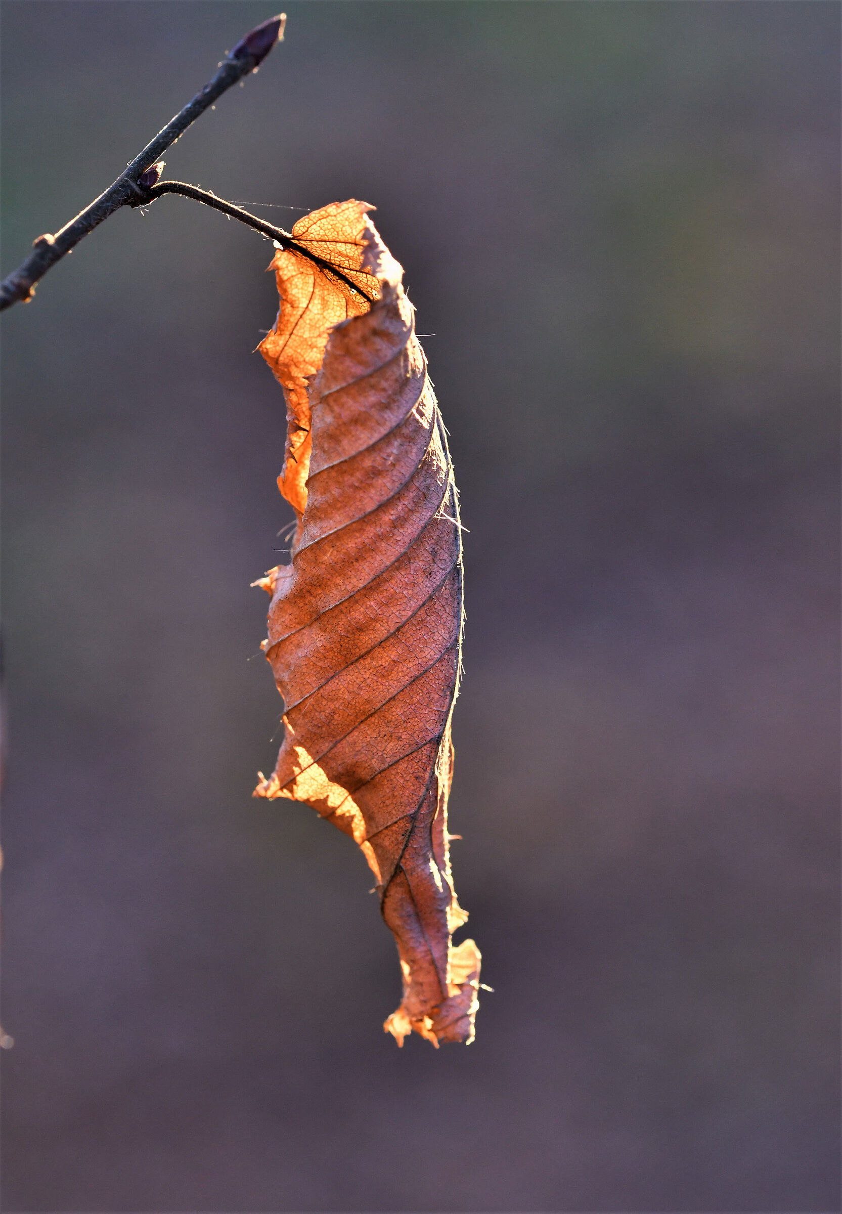 Winter leaf