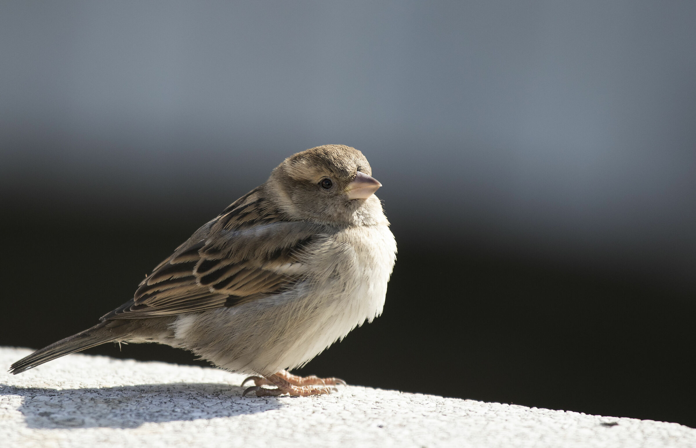 Passerotto a Ljubljana