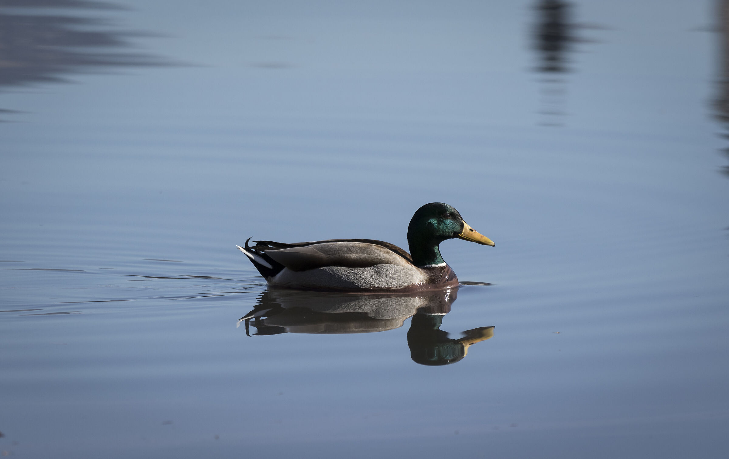 Anatra sul lago di Bled