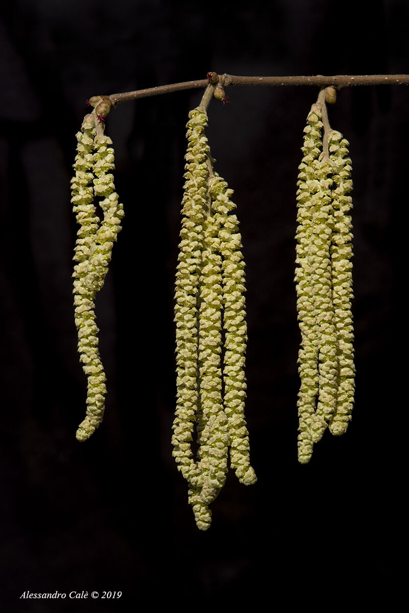 The Hazel Flowers 7086