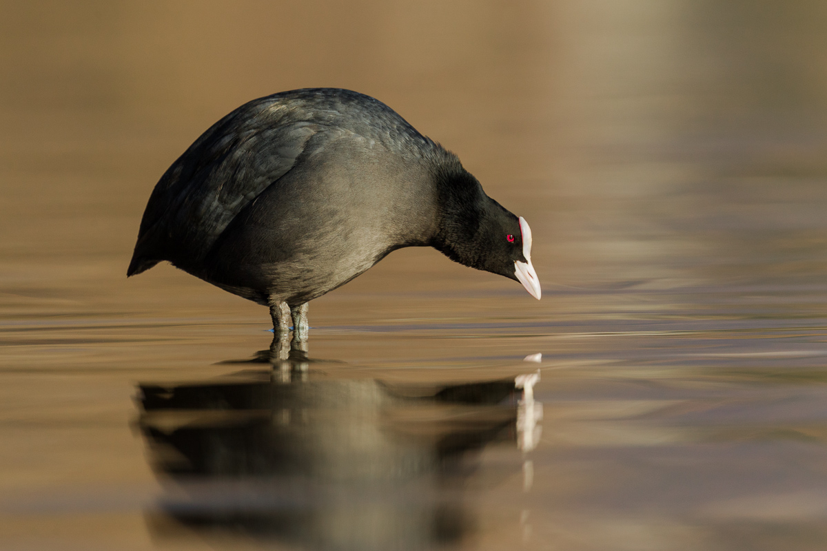 Coot (Fulica atra)...