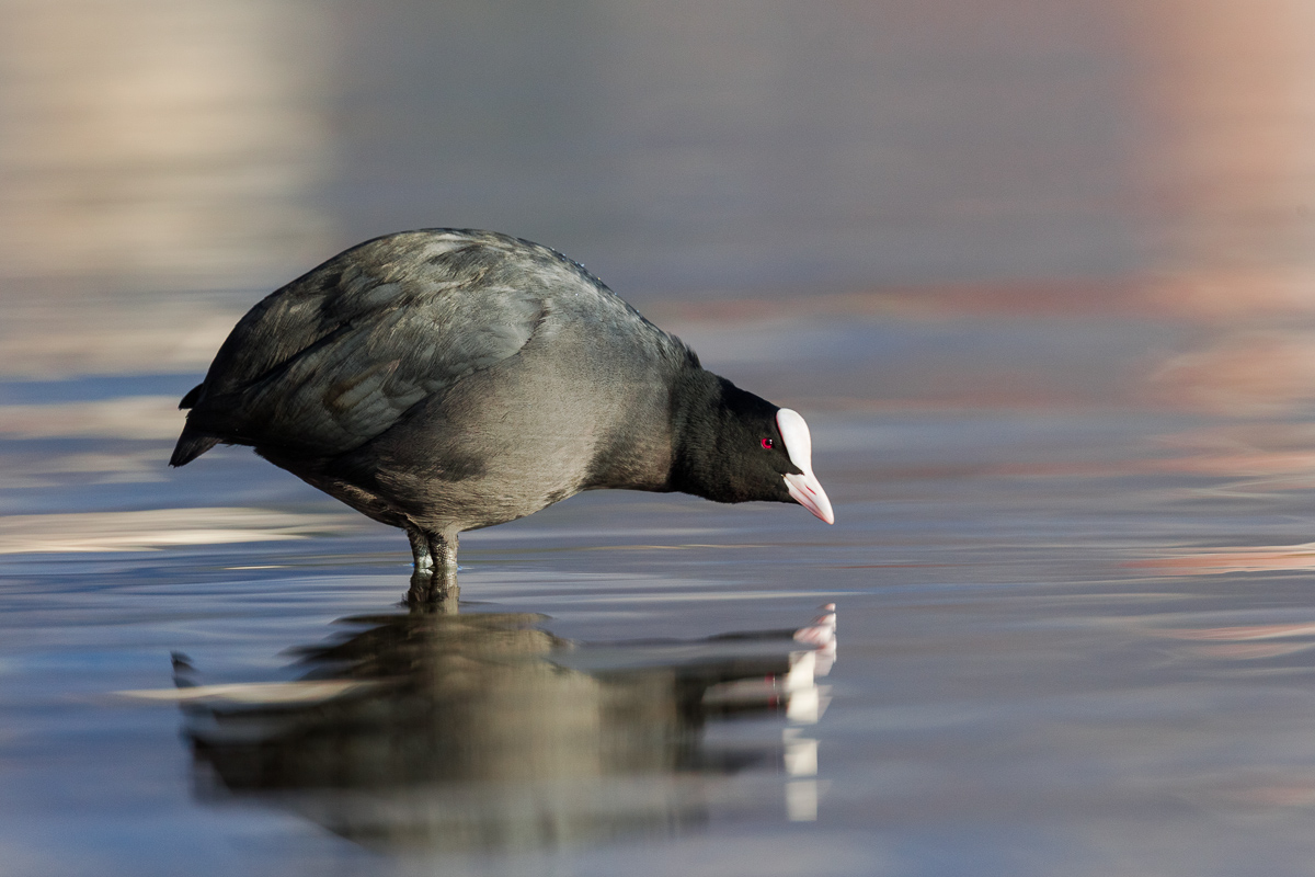 Coot (Fulica atra)...