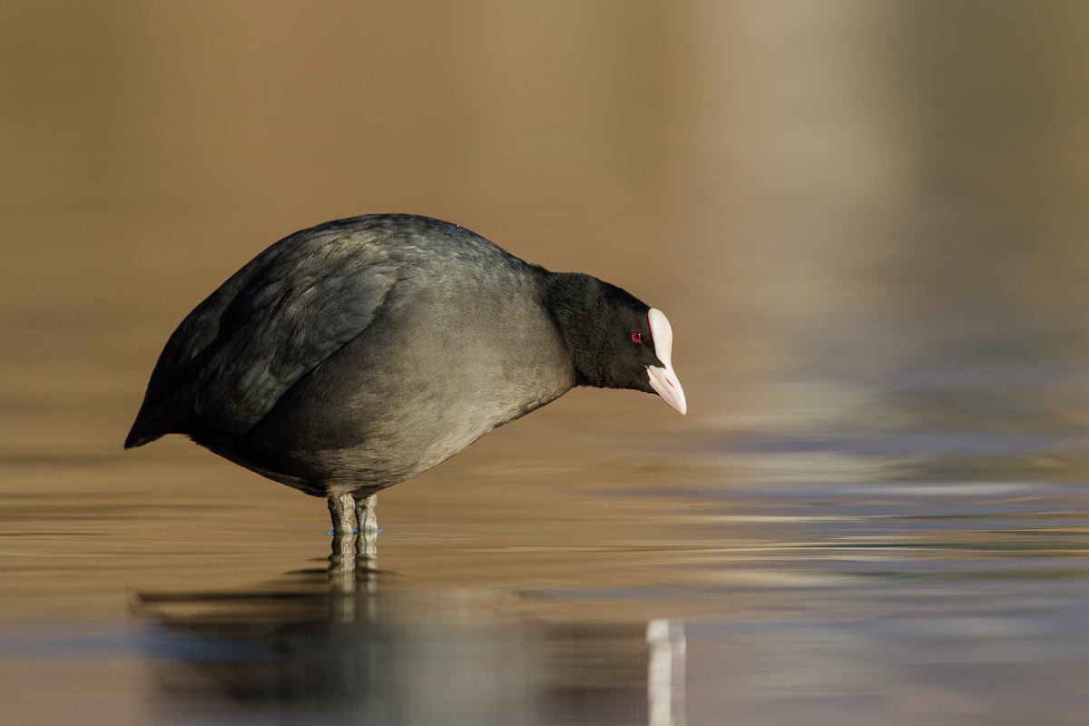 Coot (Fulica atra)...