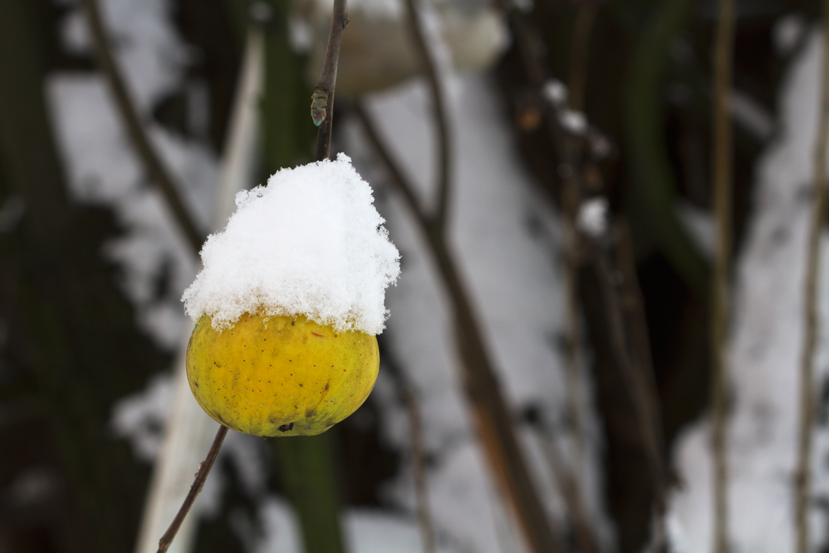 Apple Winter
