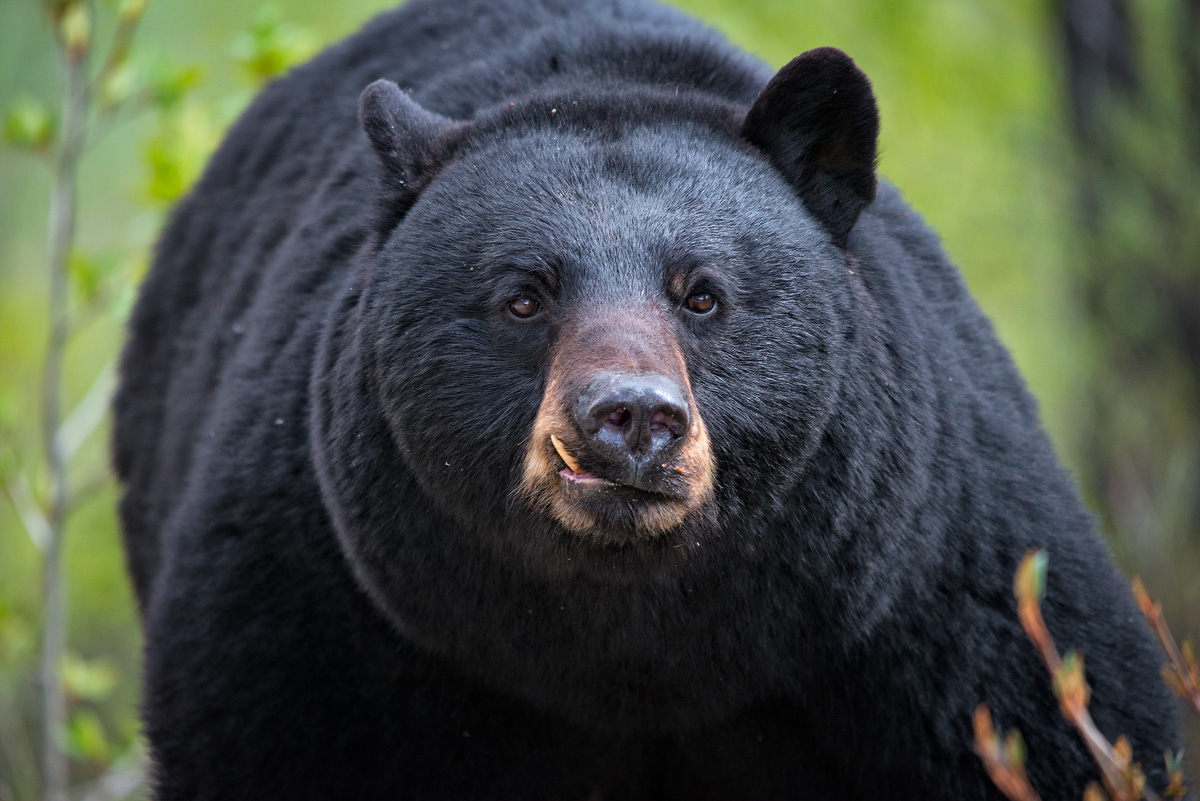Dentone prima della carica