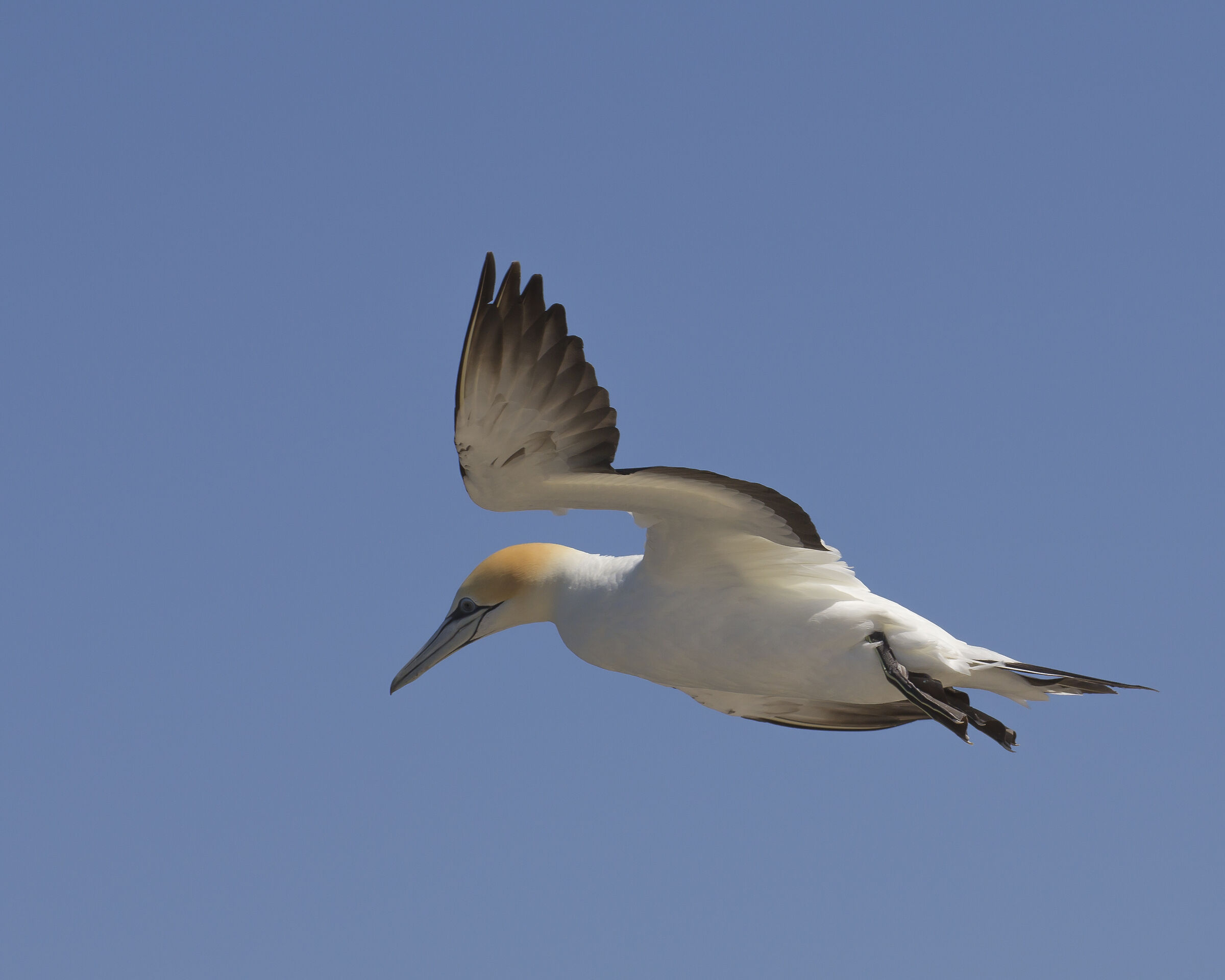 Volo del Gannet