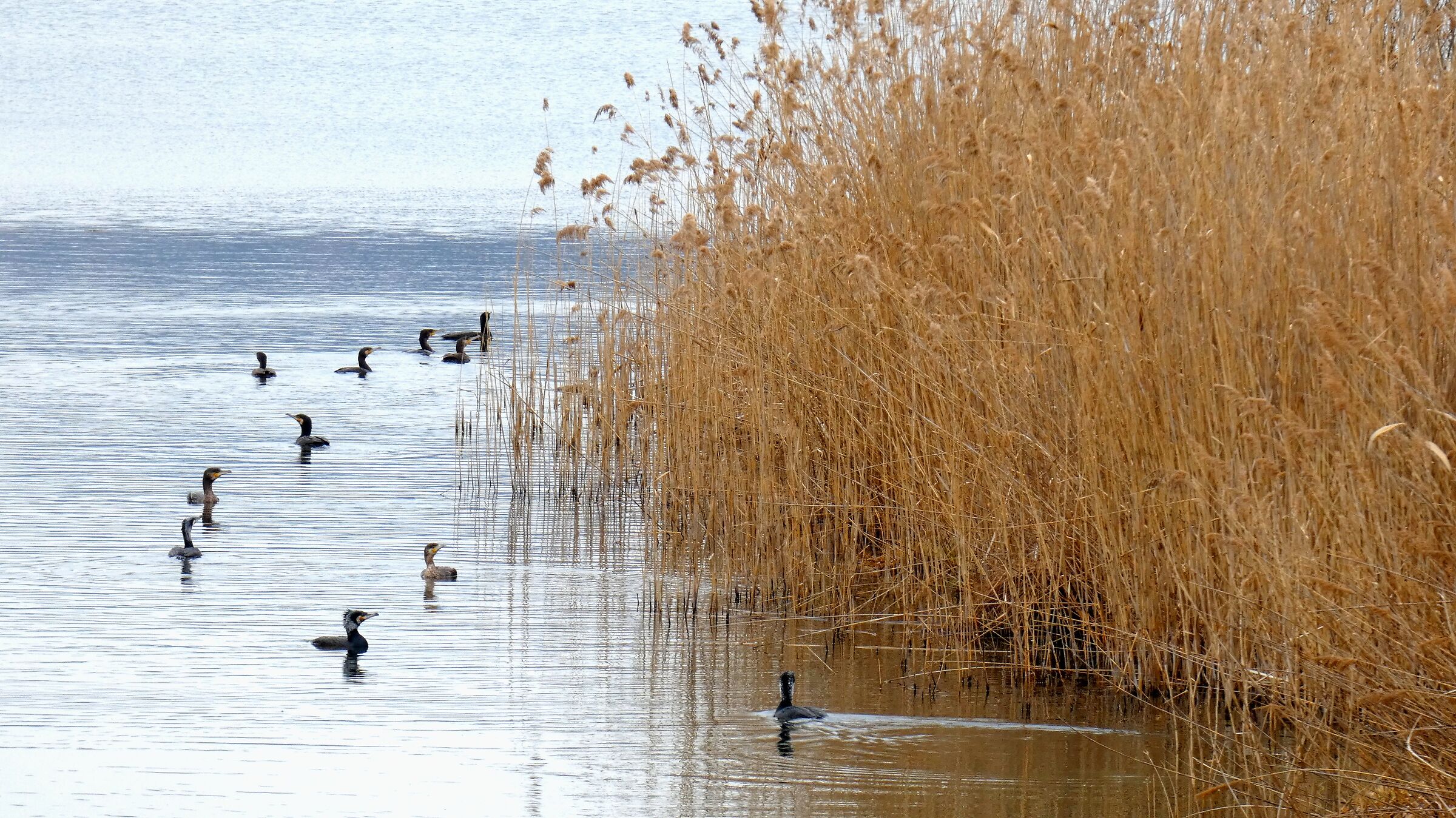 Fauna of the lake (Comabbio)