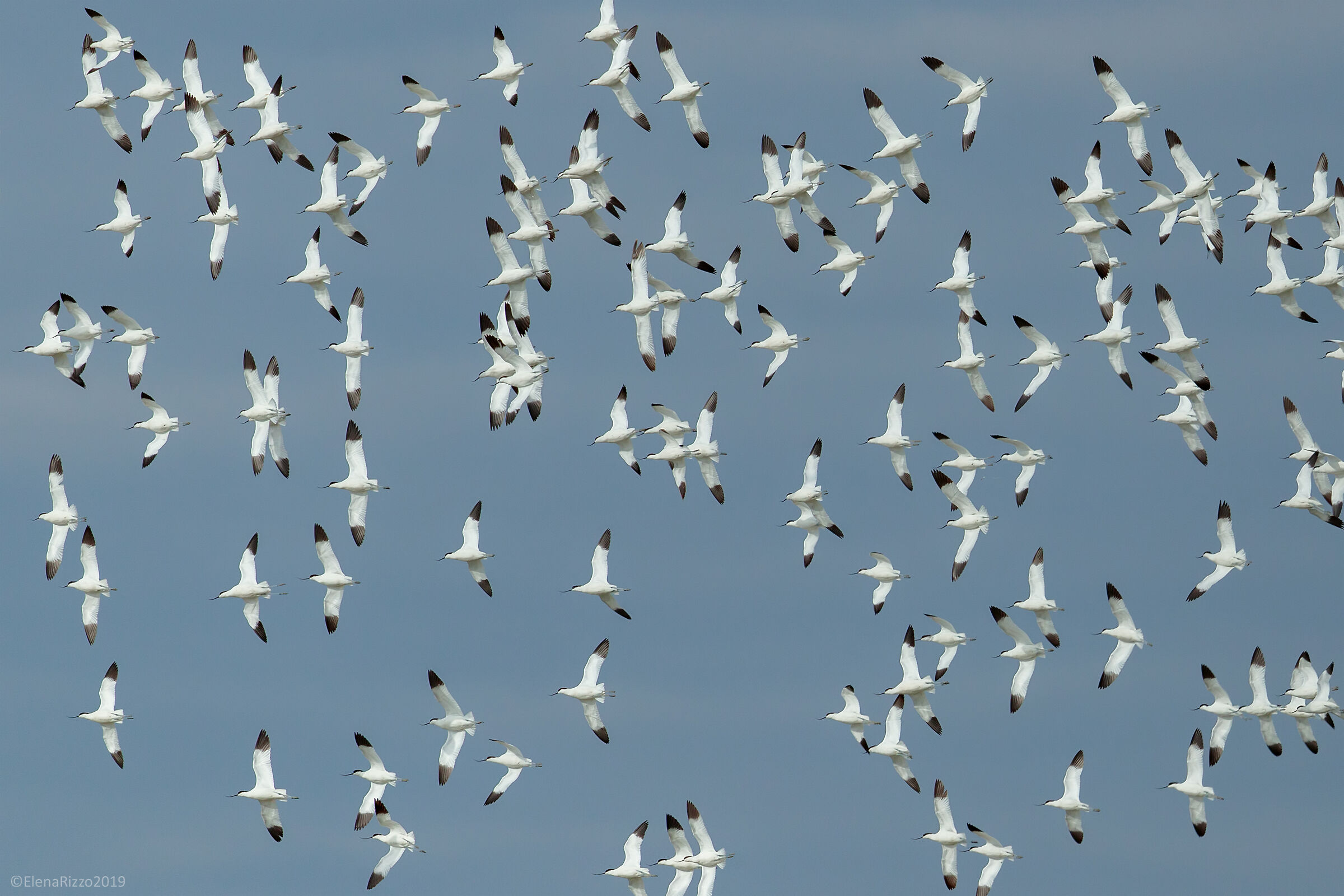 Avocets