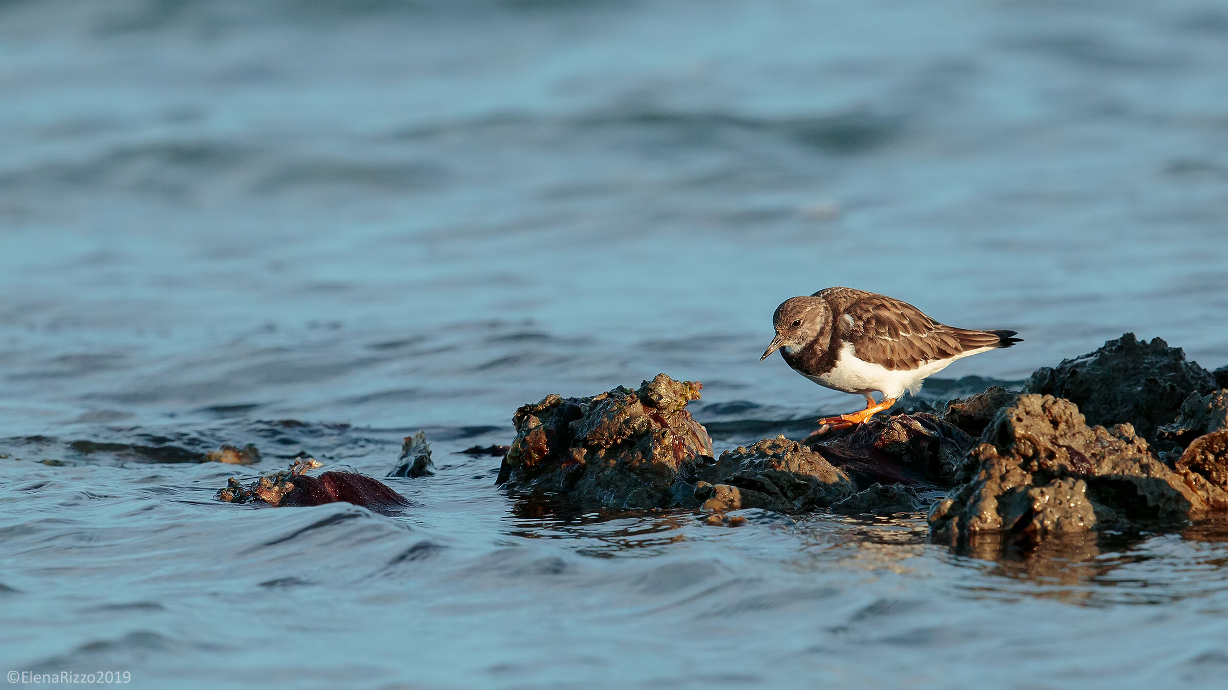 Turnstone