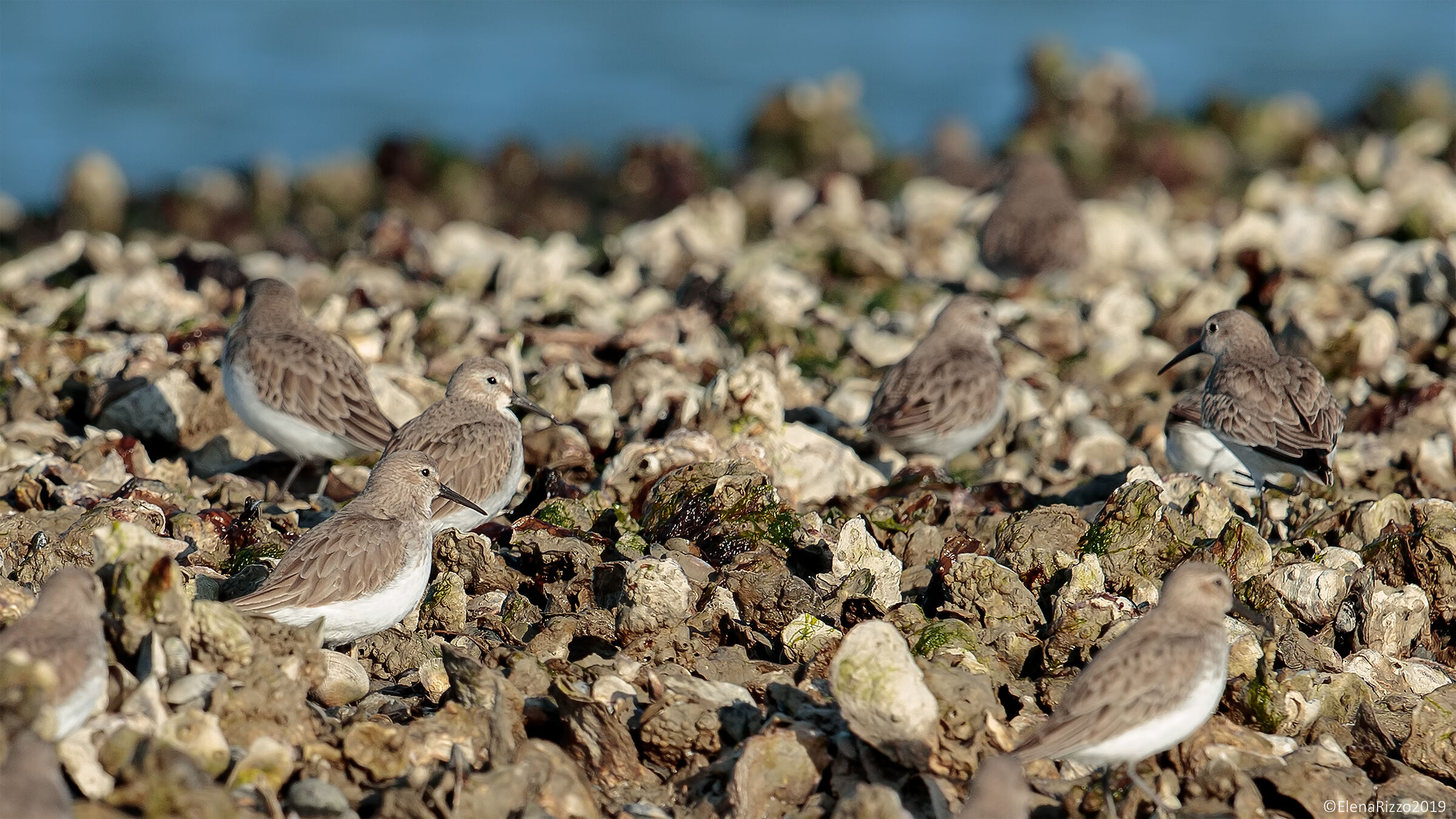 Piovanelli pancianera