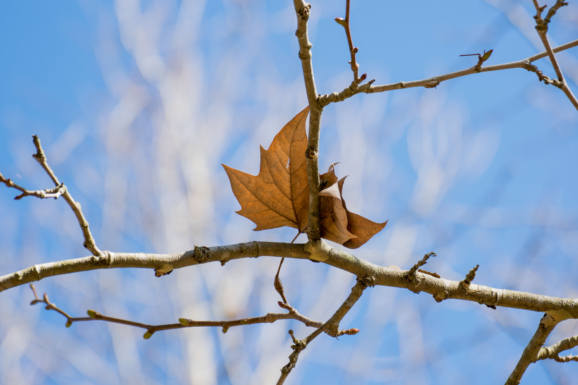 Like leaves in the wind...