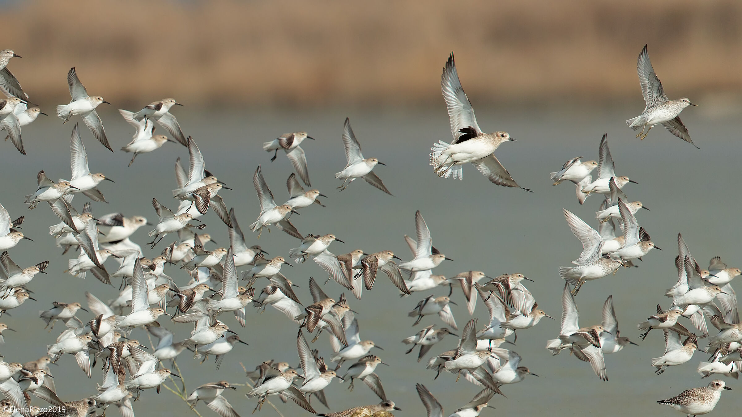 Piovanelli pancianera