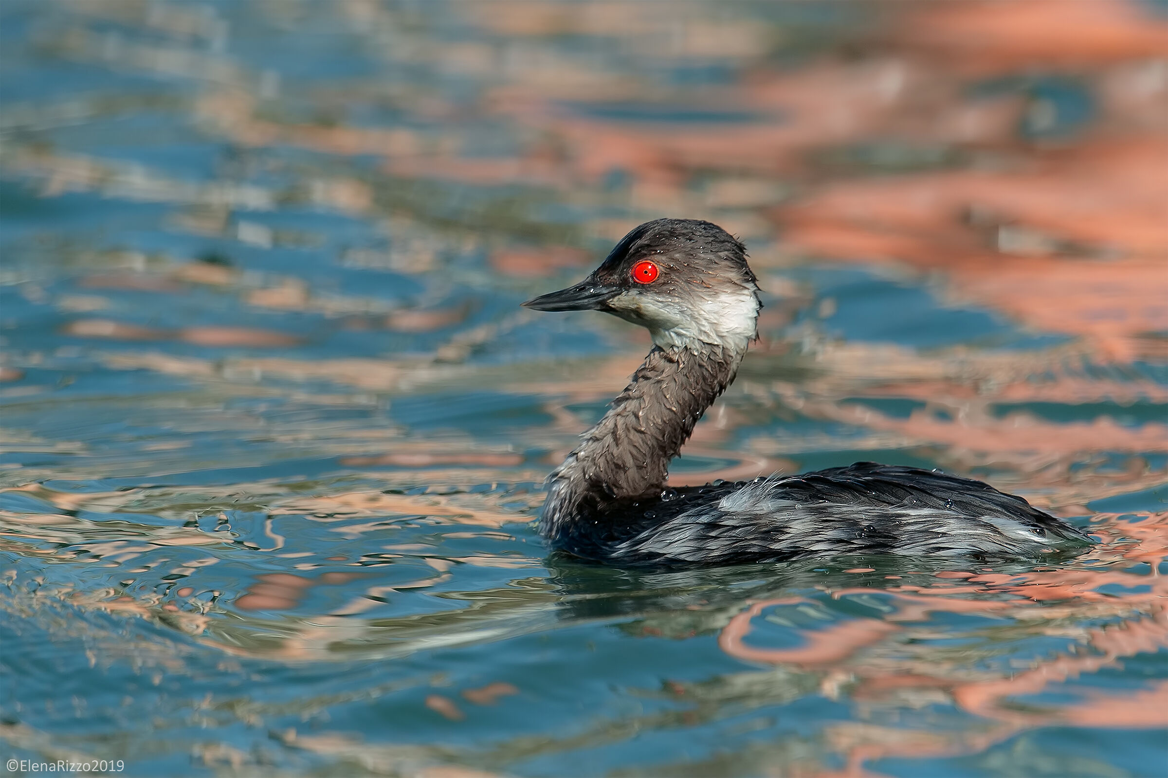Small Grebe