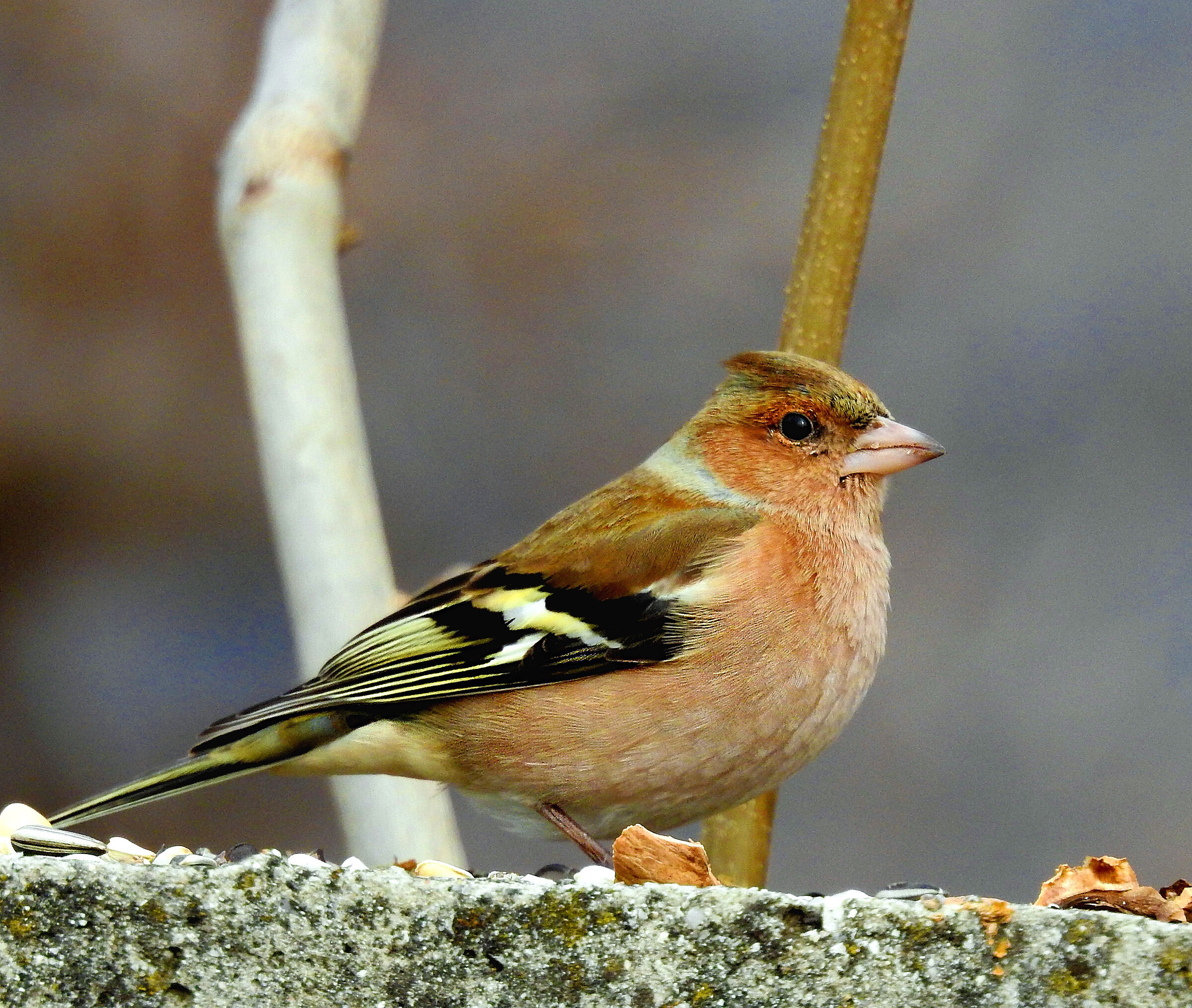 Chaffinch
