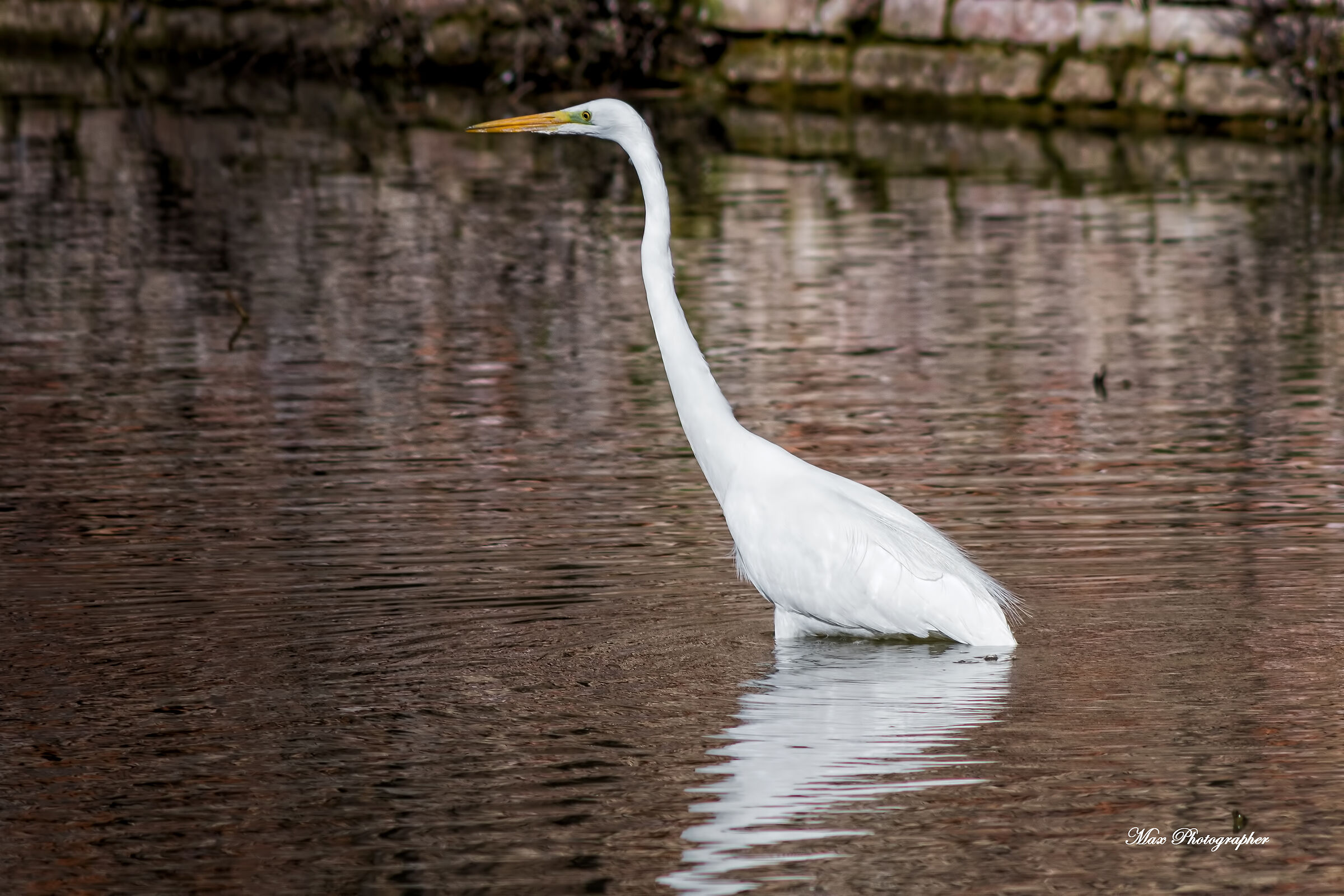 Airone Bianco Maggiore