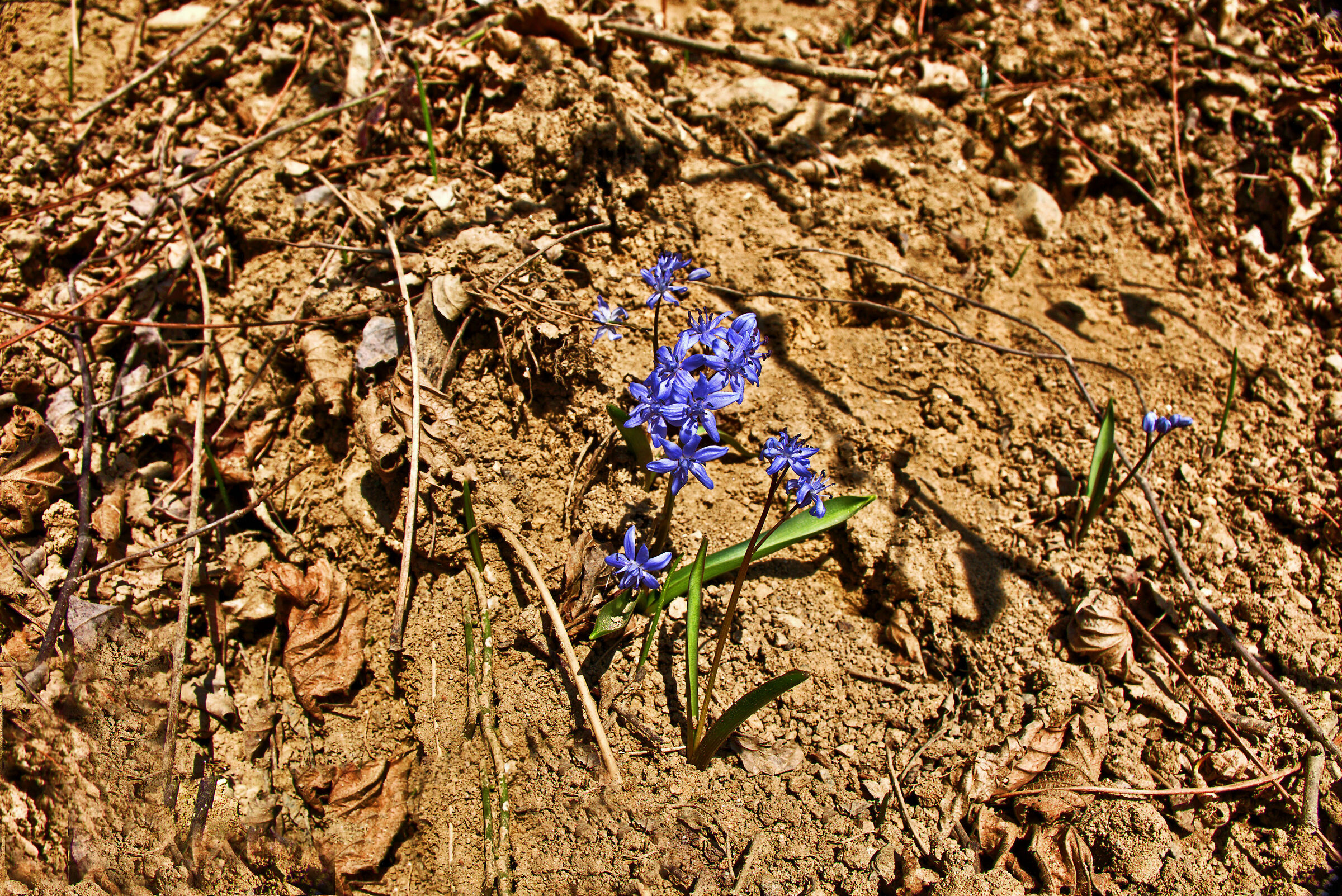 Well developed Scyila