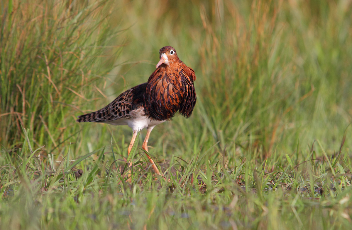 combattente in abito riproduttivo