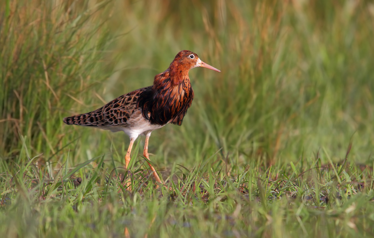 combattente in abito riproduttivo