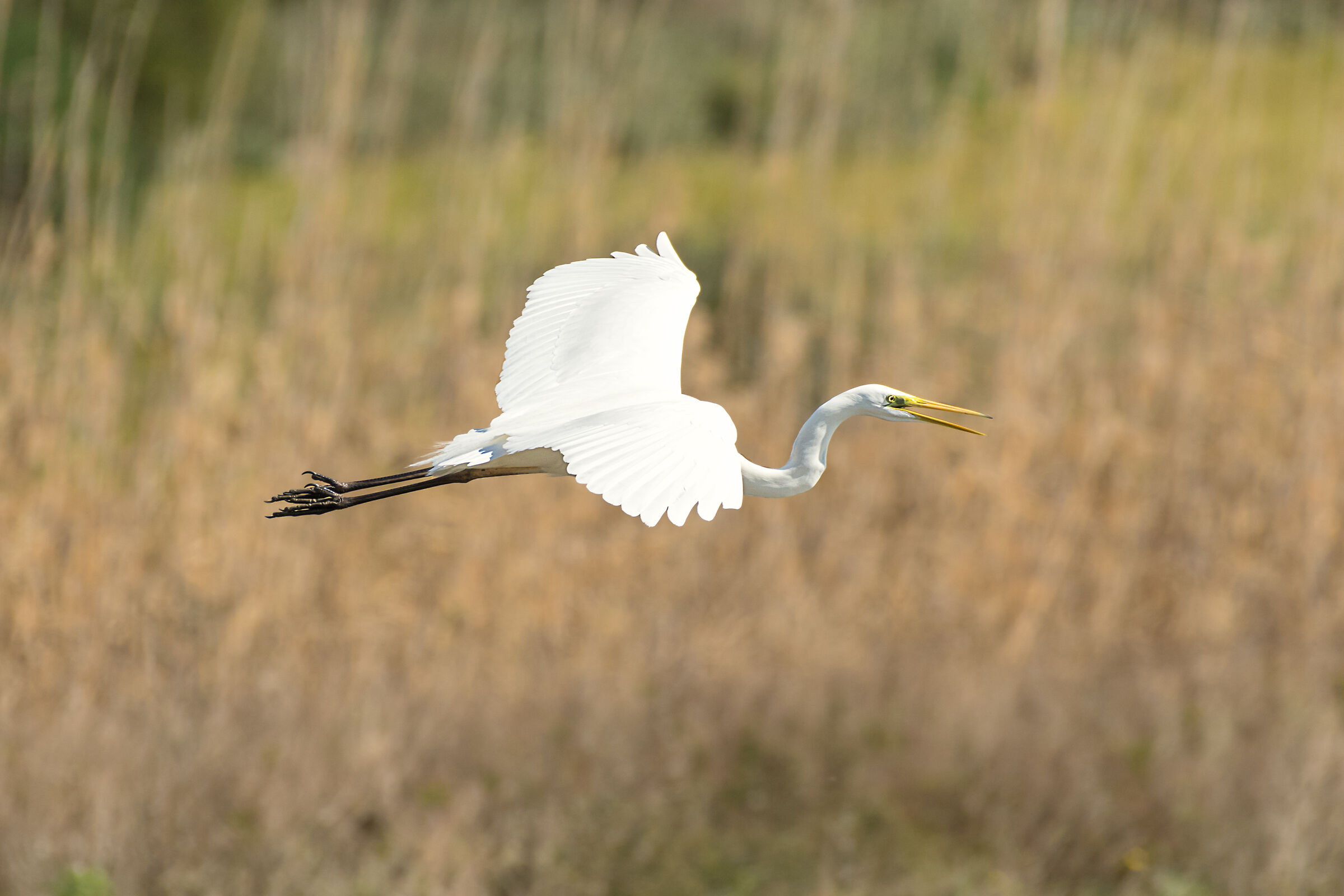 Heron in flight