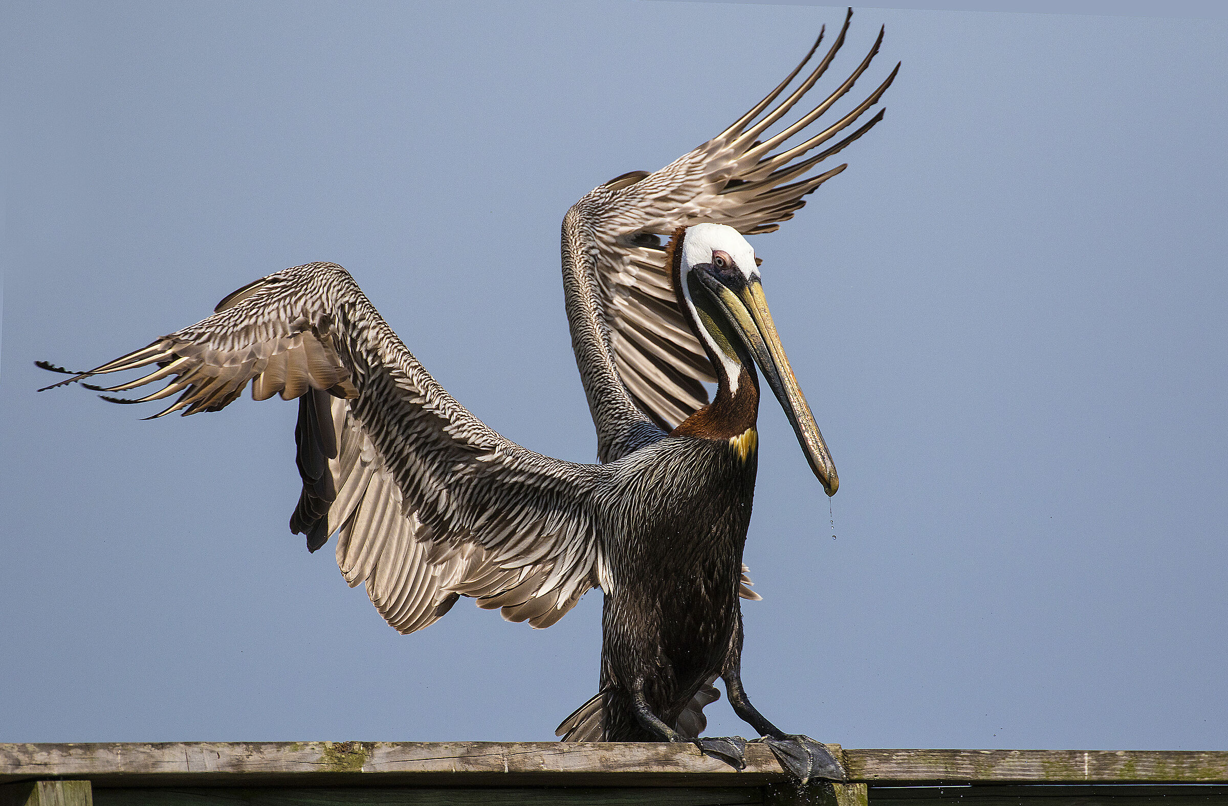 Brown Pelican