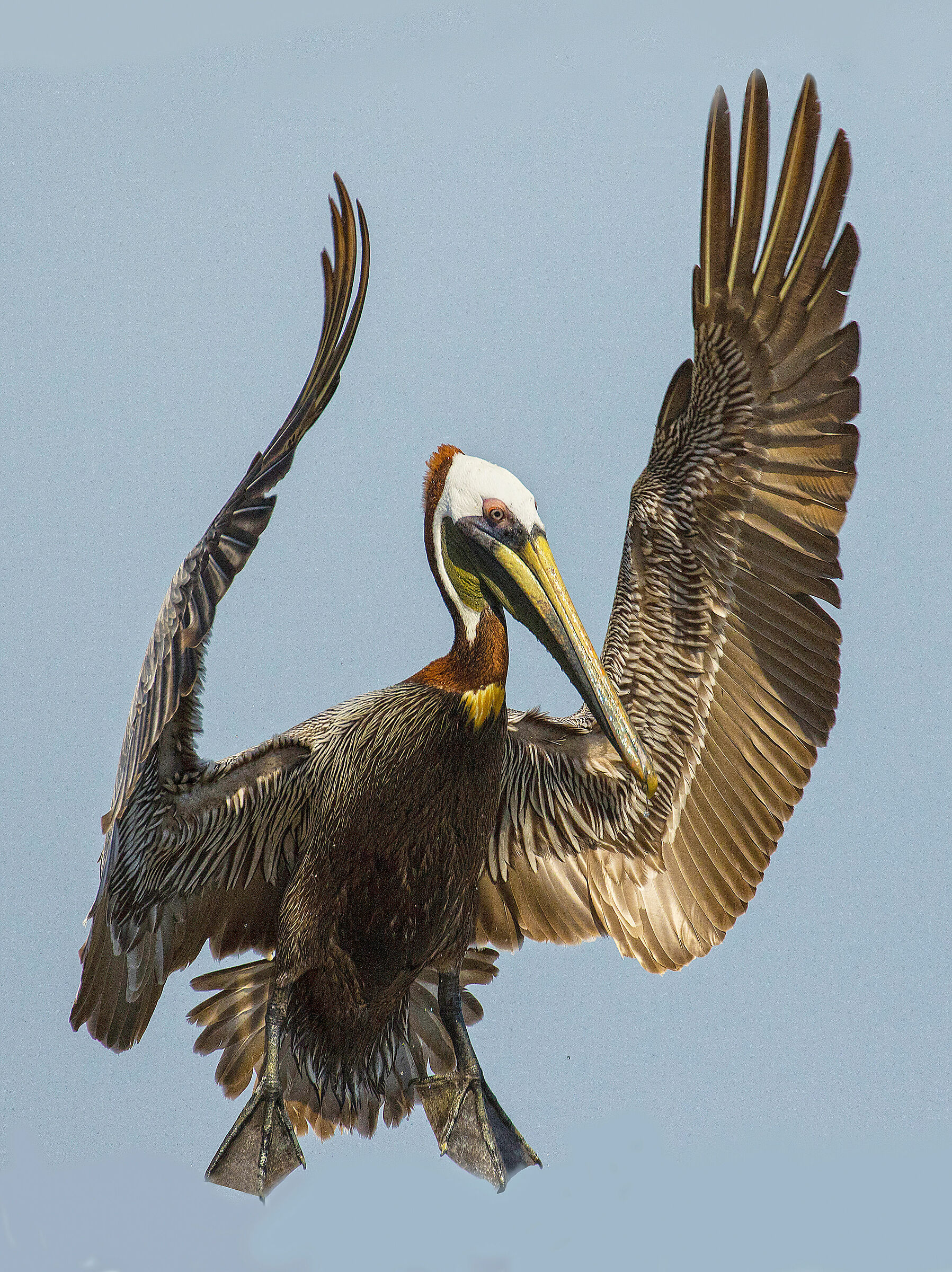 Brown Pelican Dancing.