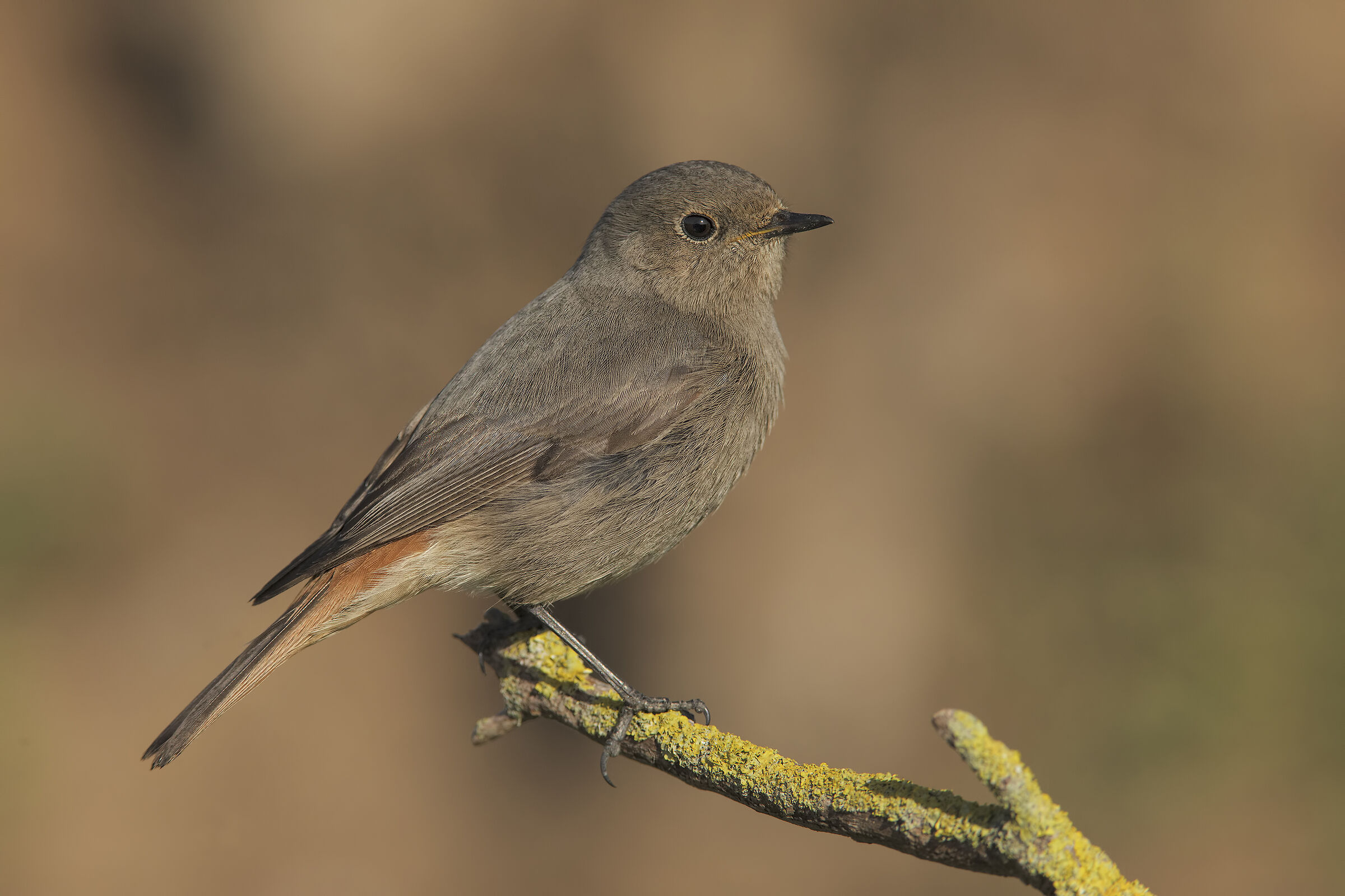 Red-washed Redtail (Phoenicurus ochruros)
