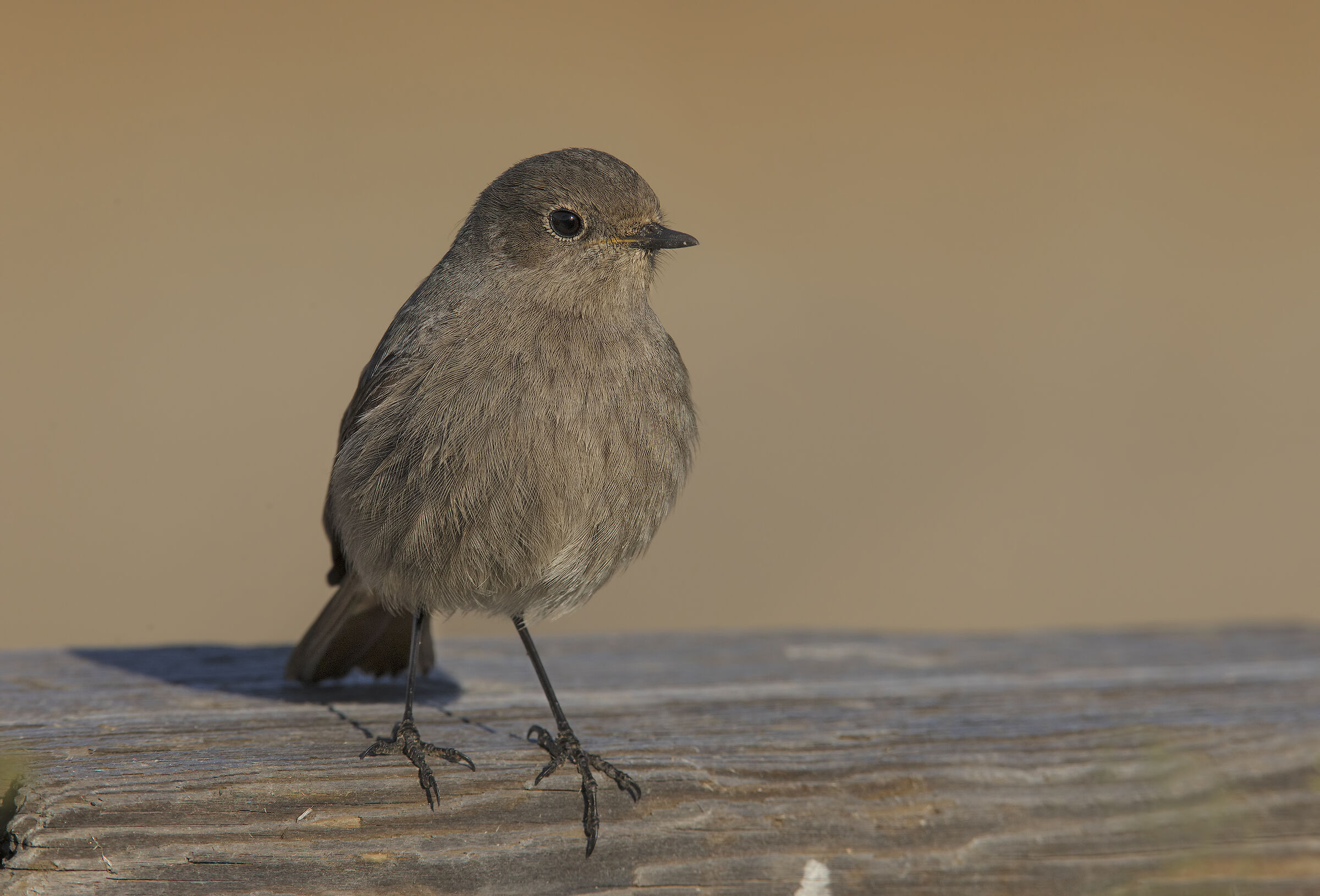 Red-washed Redtail (Phoenicurus ochruros)