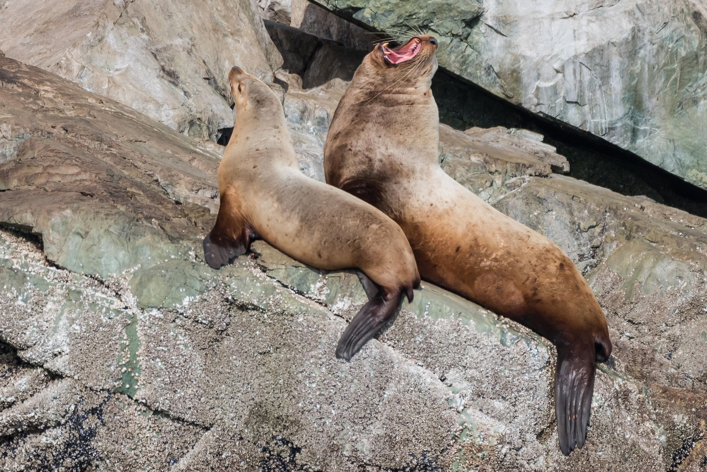 Sea Lion, Alaska
