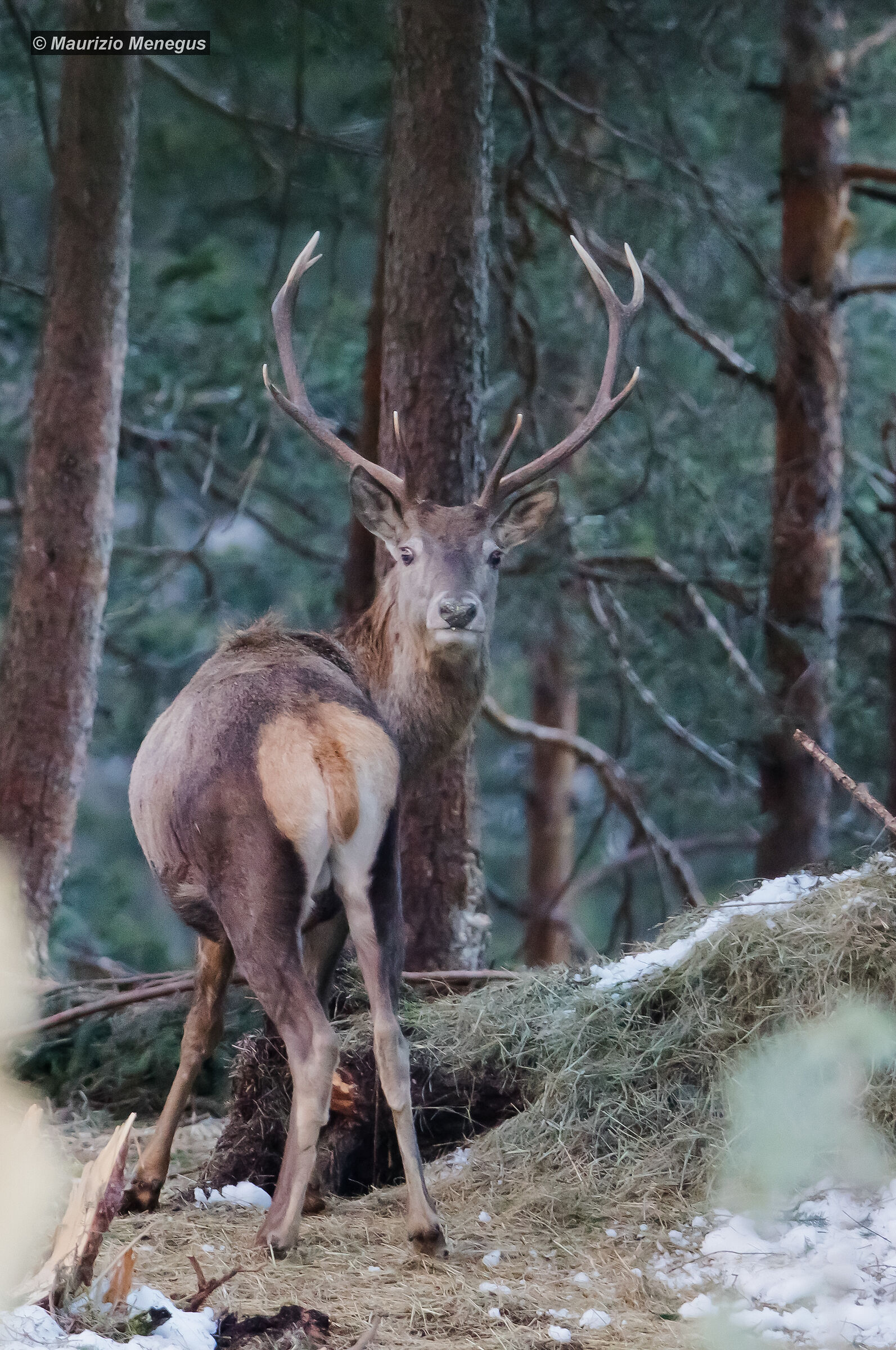 Deer in February vertical